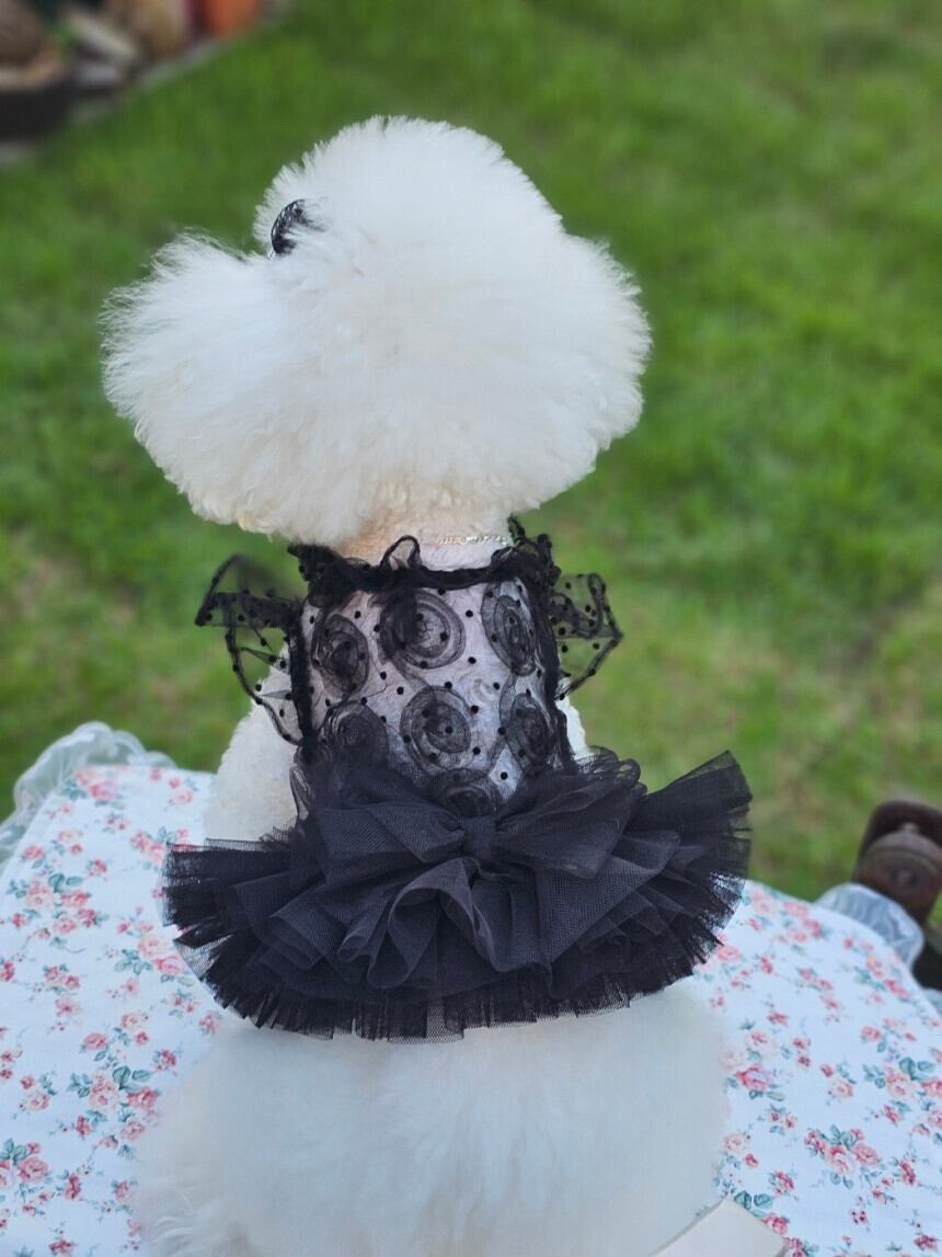 《予約》№LM0012 シースルーチュールワンピース(3色)