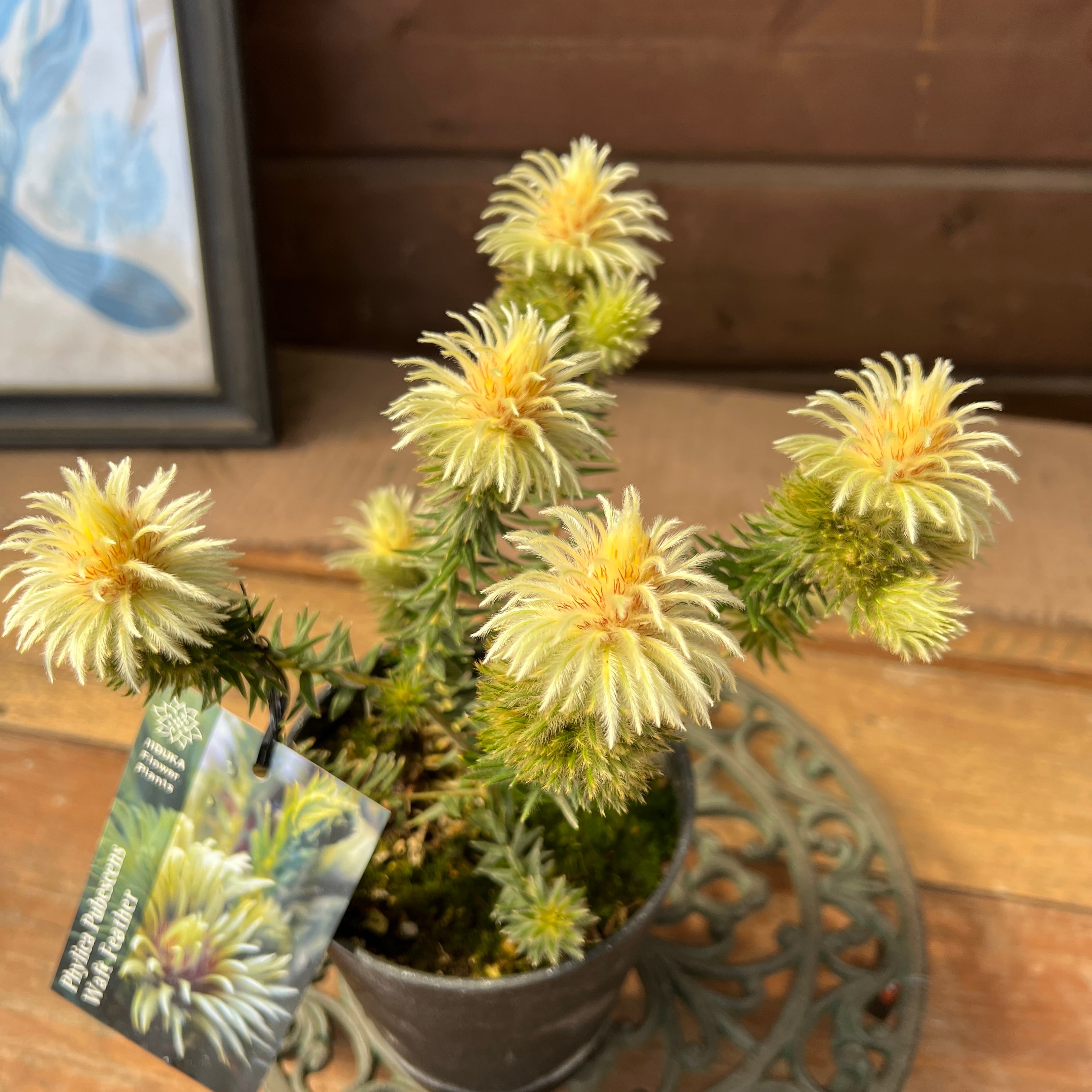 フィリカ プベッセンスワフトフェザ② | 沼ノ上農園