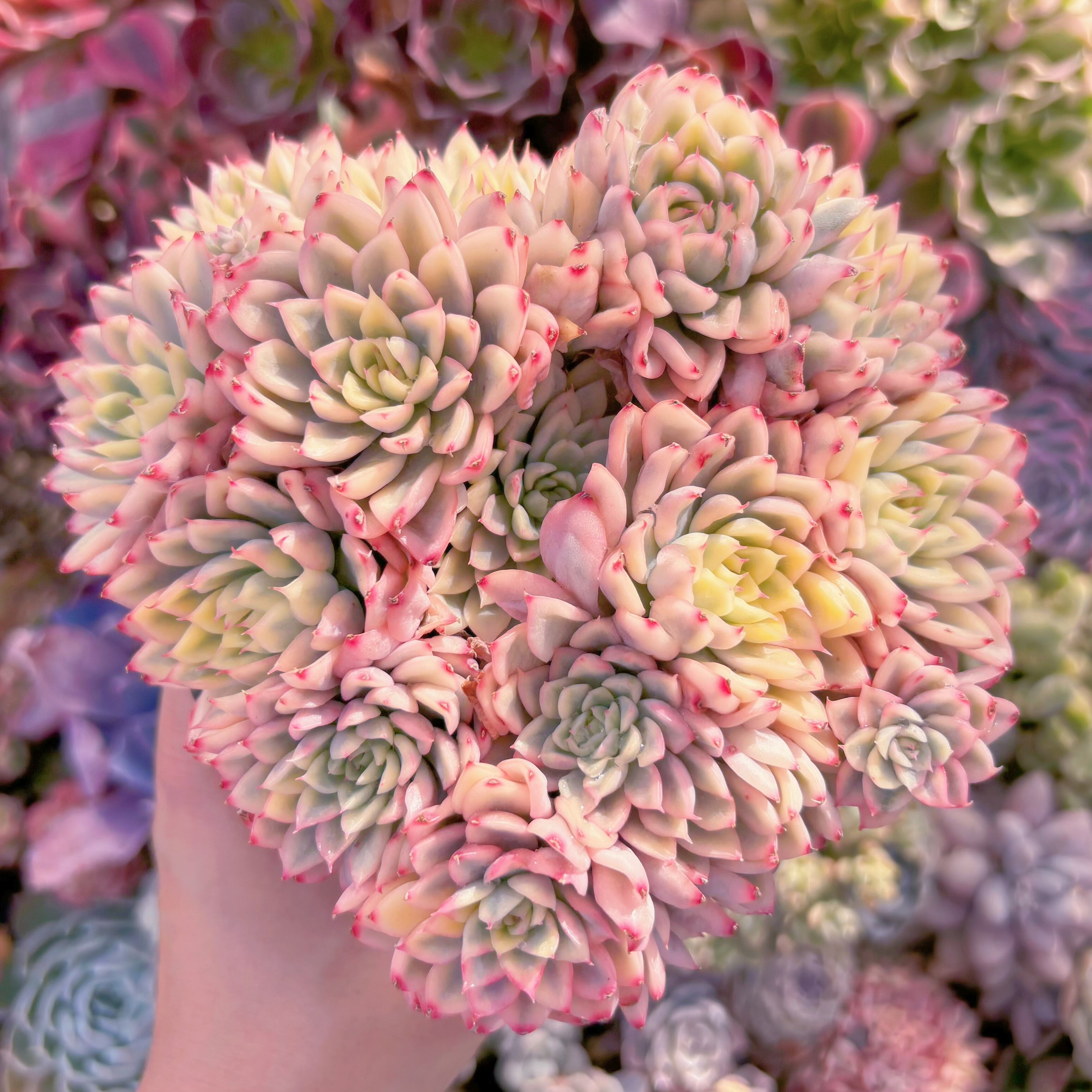 現品　女雛錦#545　新入荷　大群生　るる農園