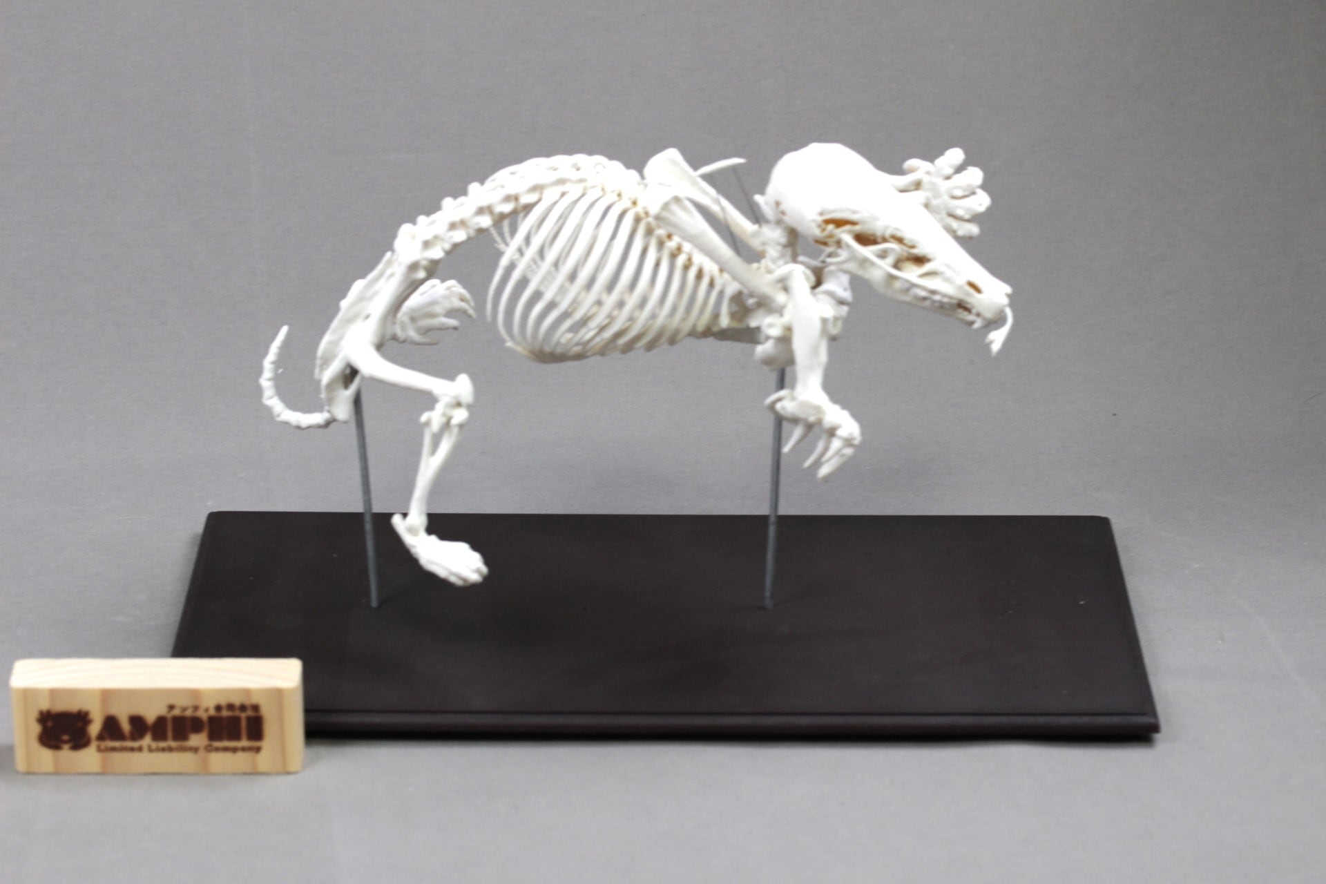 ミンククジラ 全身骨格レプリカ 40cm | アンフィ合同会社