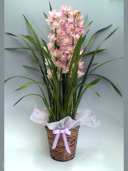 アーチ仕立て シンビジューム ミリオンキッス 5本立ち♪ラッピング無料