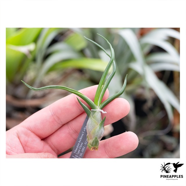 Tillandsia bulbosa forma alba
