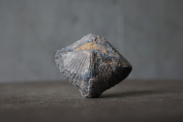 モロッコ産腕足類化石　Spinocyrtia elburzensis 1112