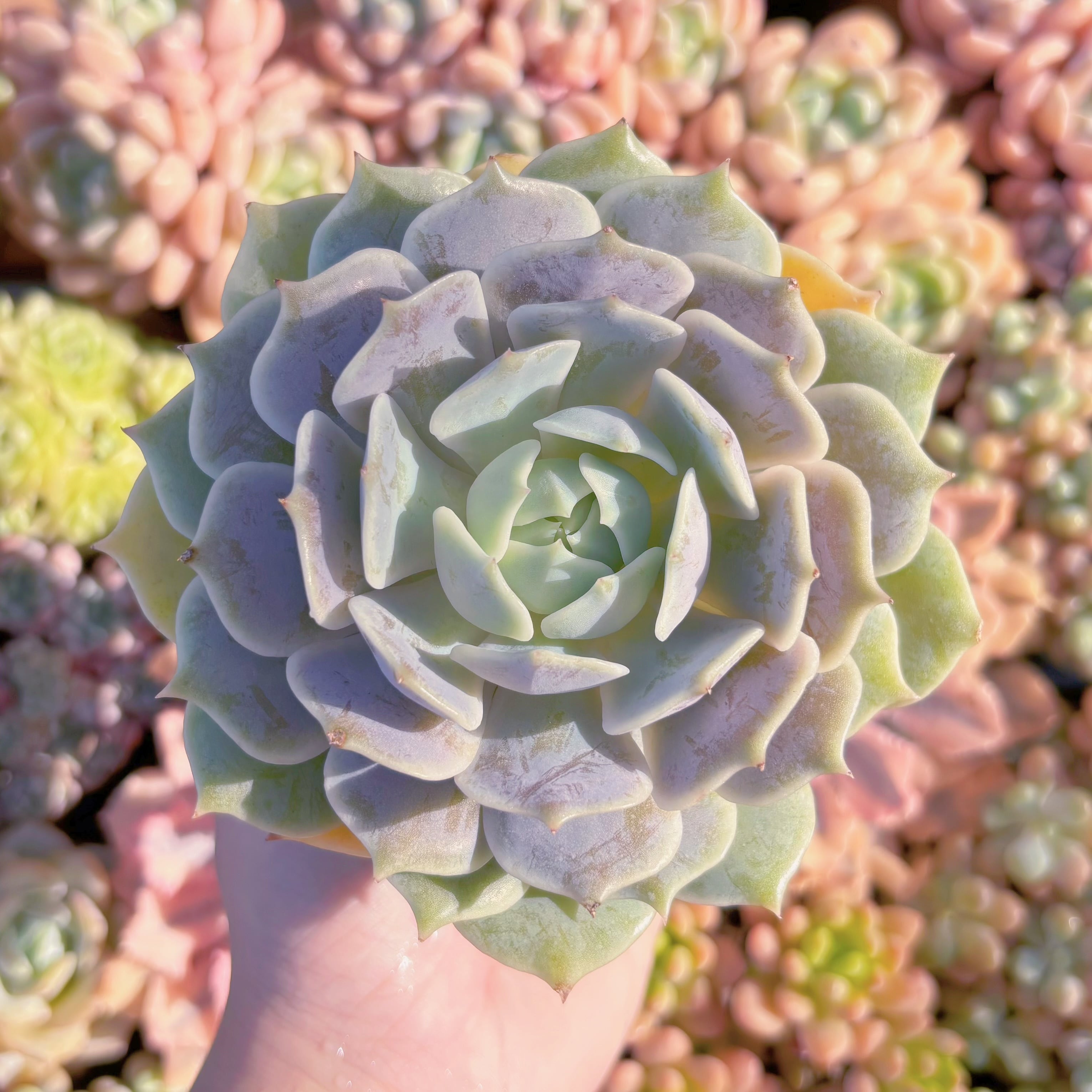 多肉植物　ローラ　新入荷　るる農園