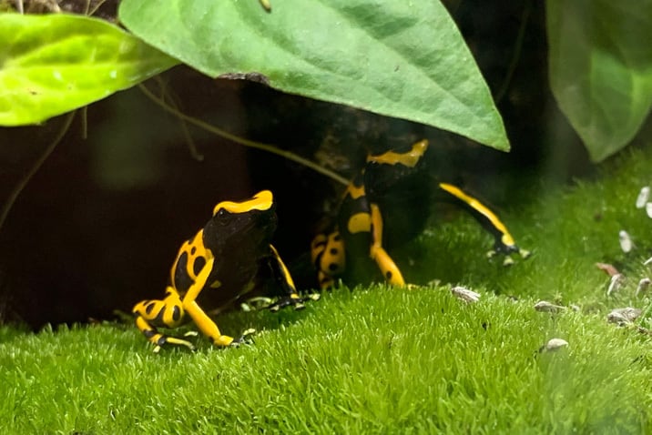 キオビヤドクガエル セミアダルト 3匹セット | カエル通販：おたま商会