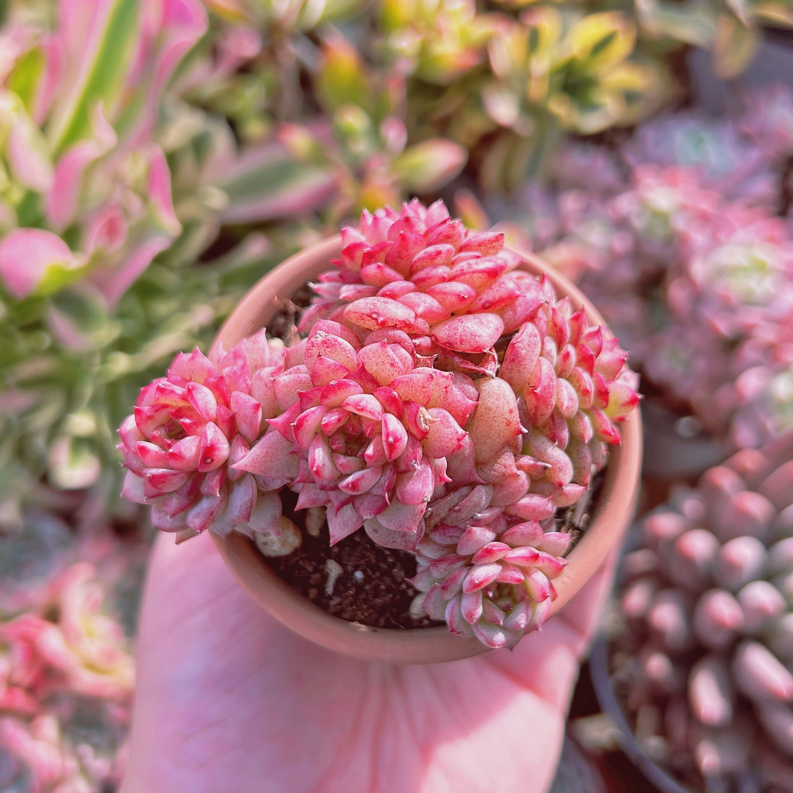 現物　多肉植物　ブルーピーコック