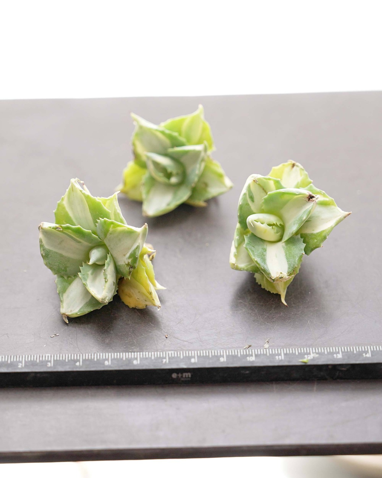 カット苗 アガベ 王妃雷神 ミニ株【日本最安値？！】 Agave potatorum 'Ouhi Raijin'
