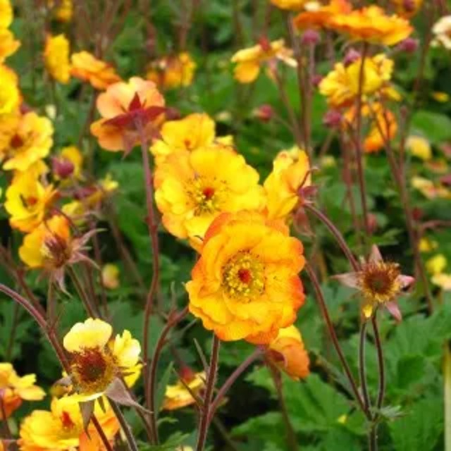 ジーアム（ゲウム） 'マンゴーラッシー'