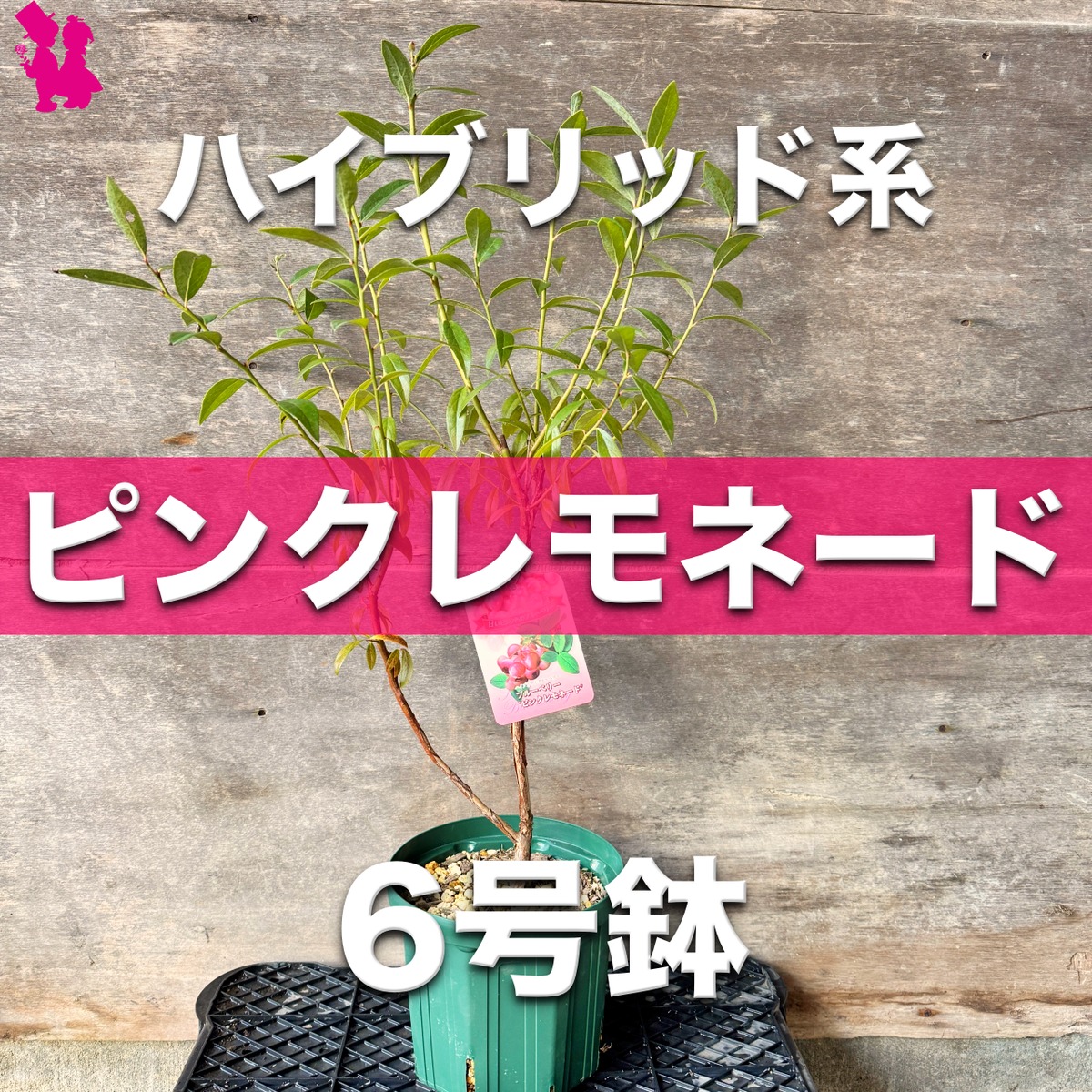 完売】【ブルーベリー】『ピンクレモネード』 | 園芸農家イシヅキ