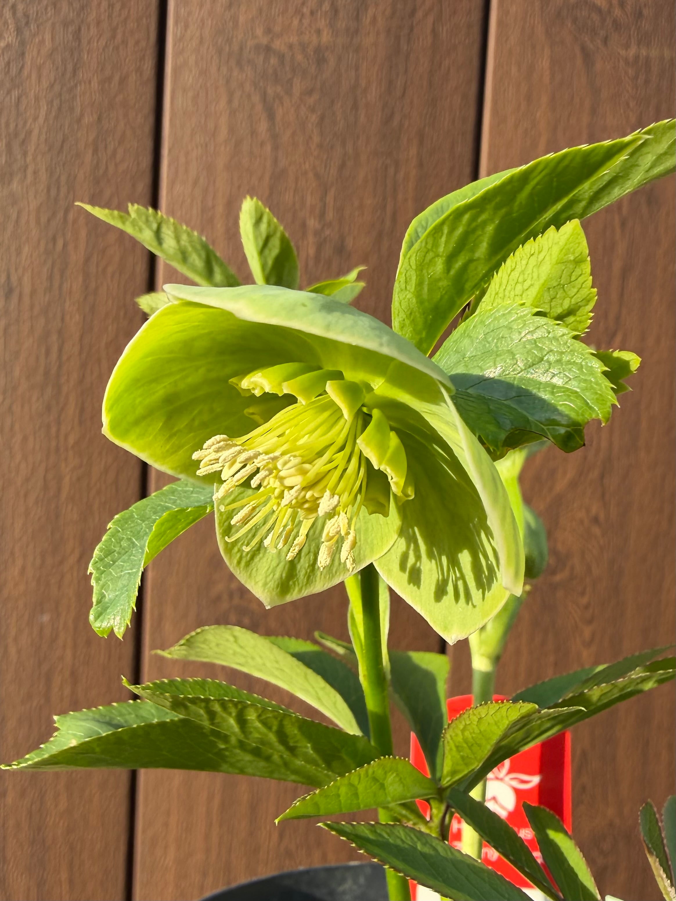 若竹 Zoony Garden クリスマスローズ【Zo06】送料無料 | あしかが