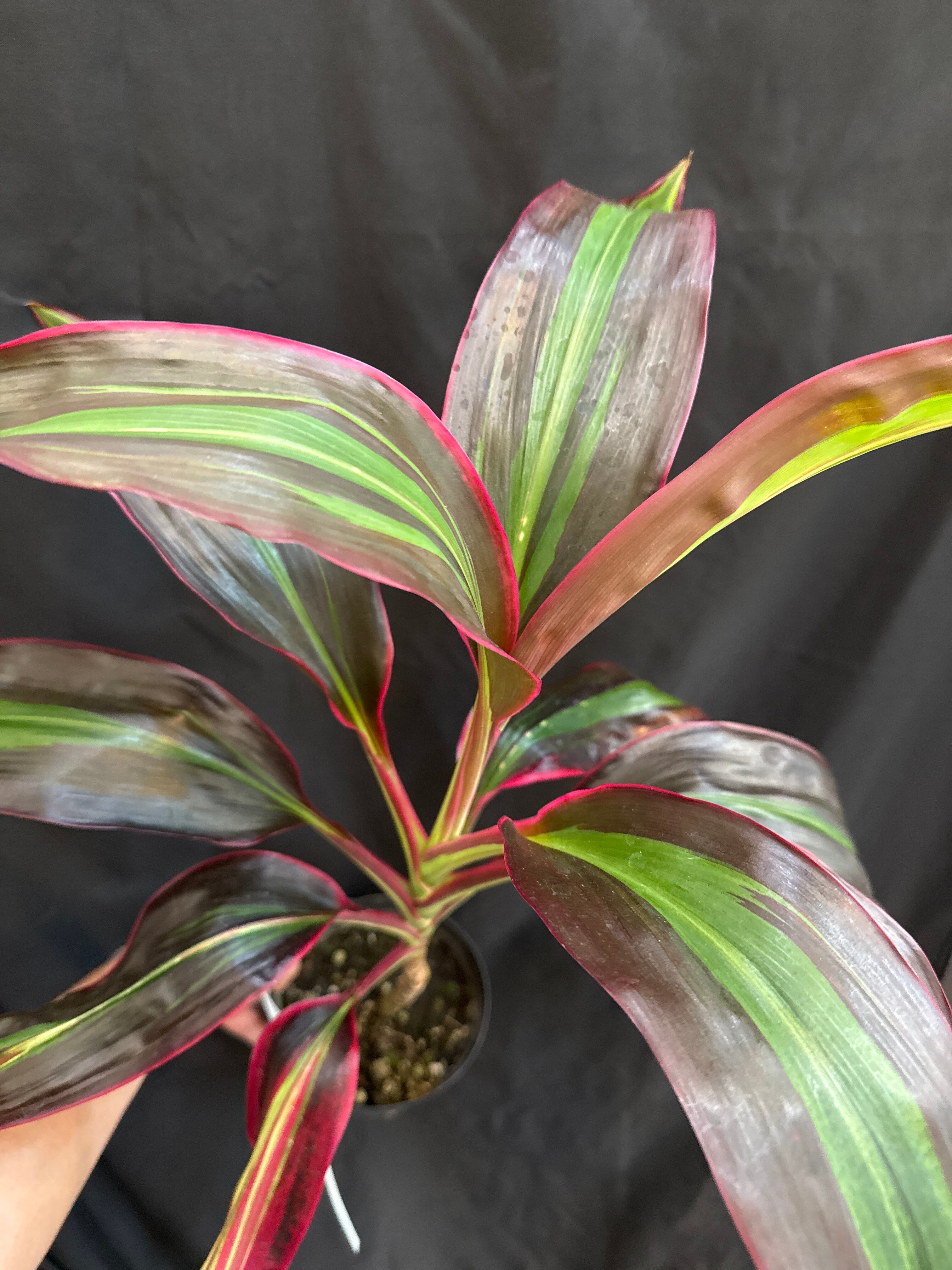 ① (Mucho) Begonia cucullata pink variegated / ベゴニア ククラータ