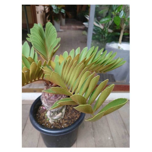 Zamia furfuracea