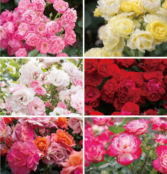 赤い薔薇　ミクストメディア　ホワイト額入り ポストカード「真紅のバラ」 - ヴィラデストワイナリーオンラインショップ