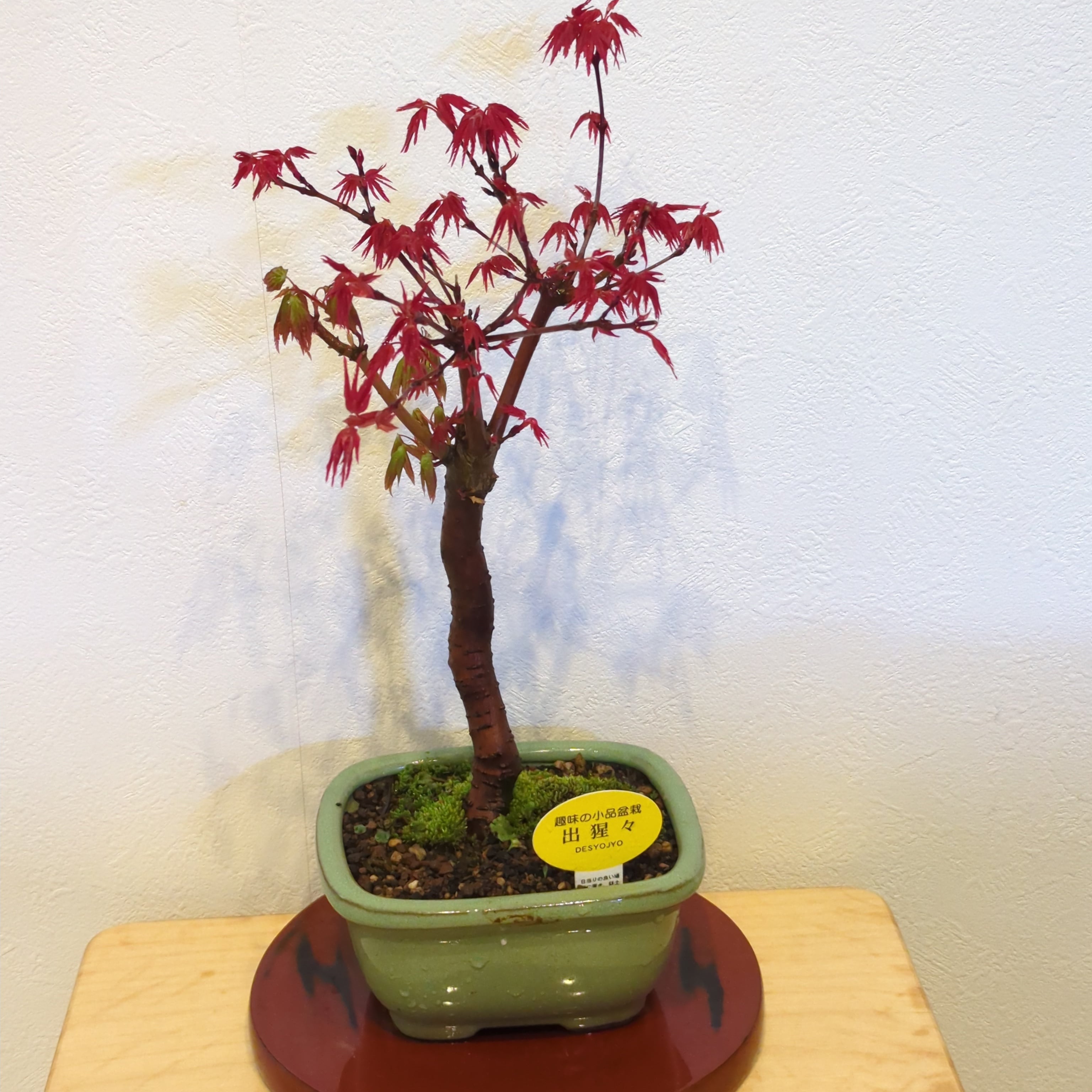 出猩々 もみじ ミニ盆栽 | BRIDGE GARDEN