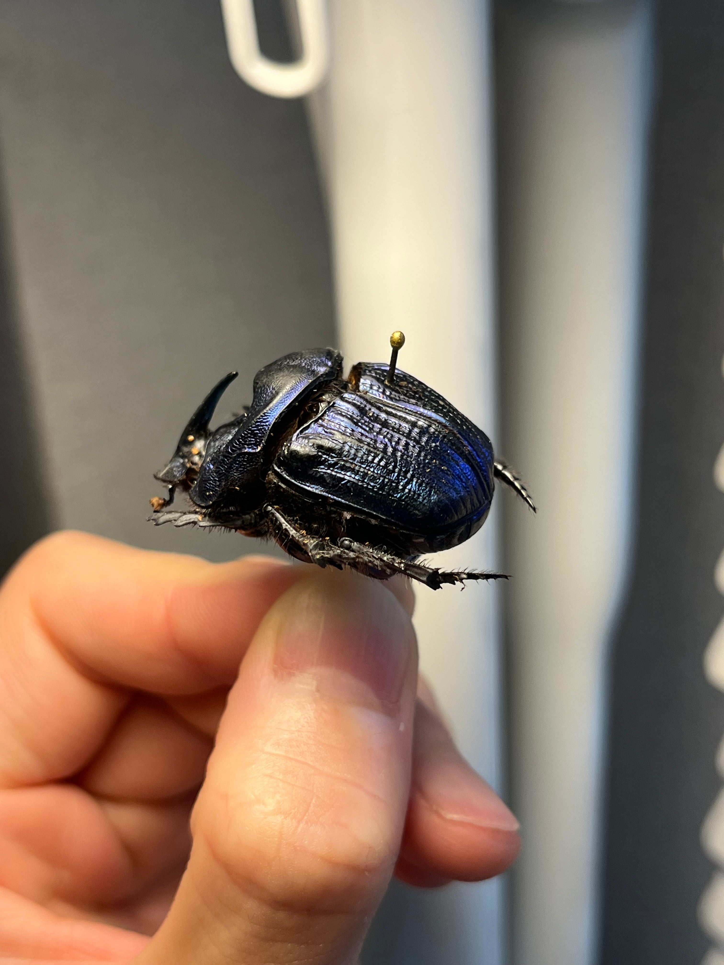 36mm♀】ランキフェルオオニジダイコクコガネ ランキフェール昆虫標本