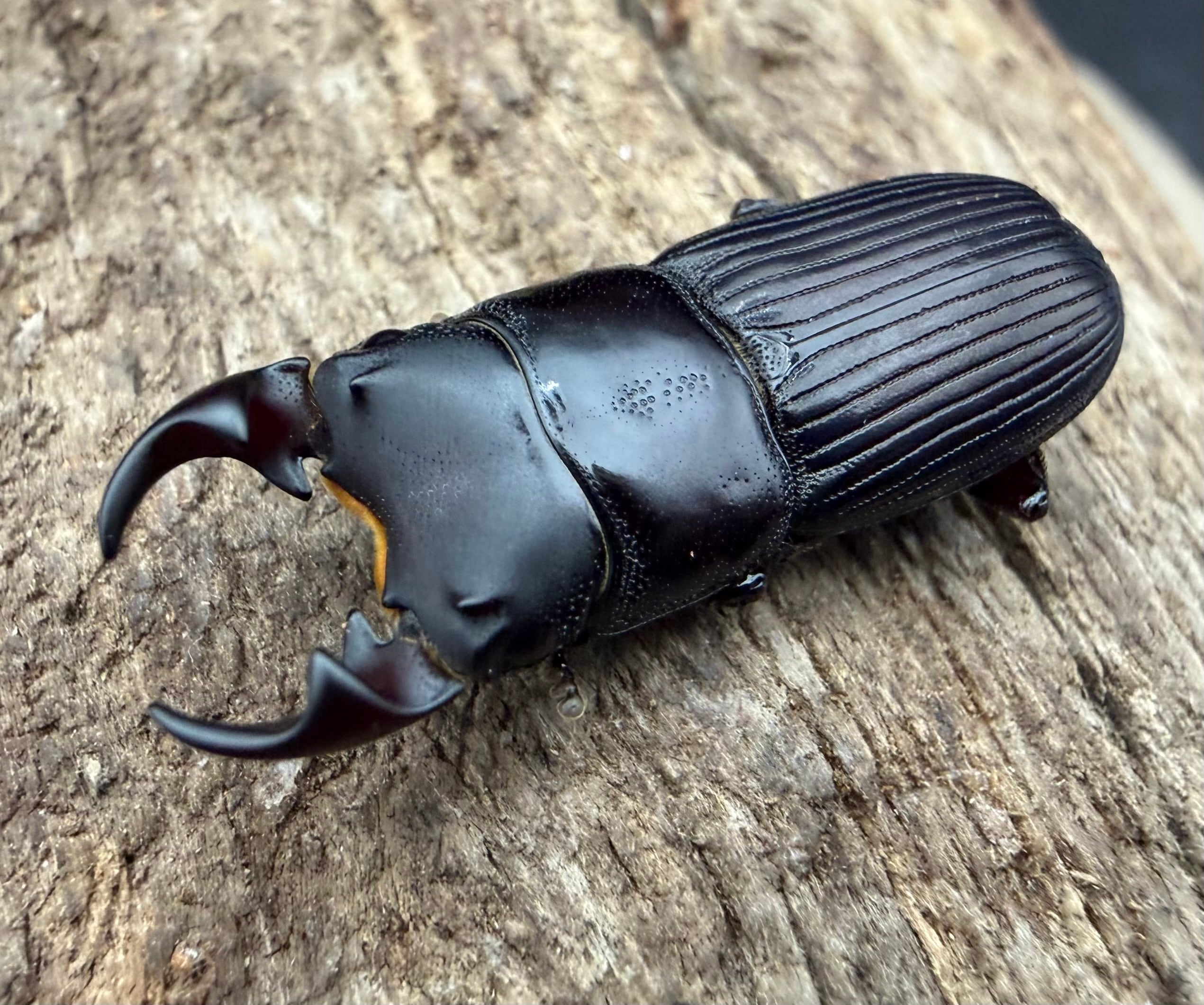 F0】《ラエビコリスネブトクワガタ 23mm ♂♀♀トリオ》 | KPW BASE店