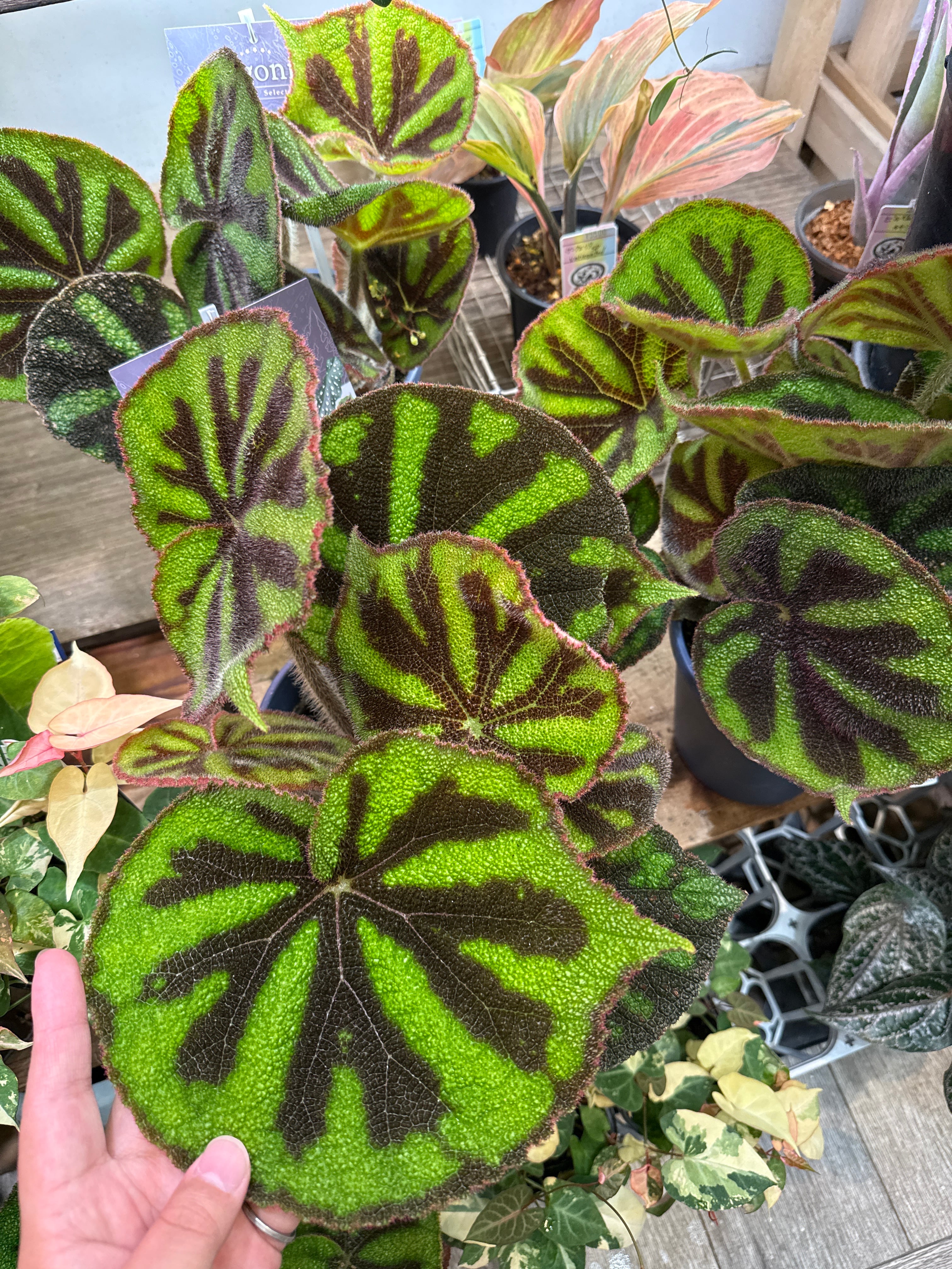 Gardenえん 【観葉熱帯植物】
