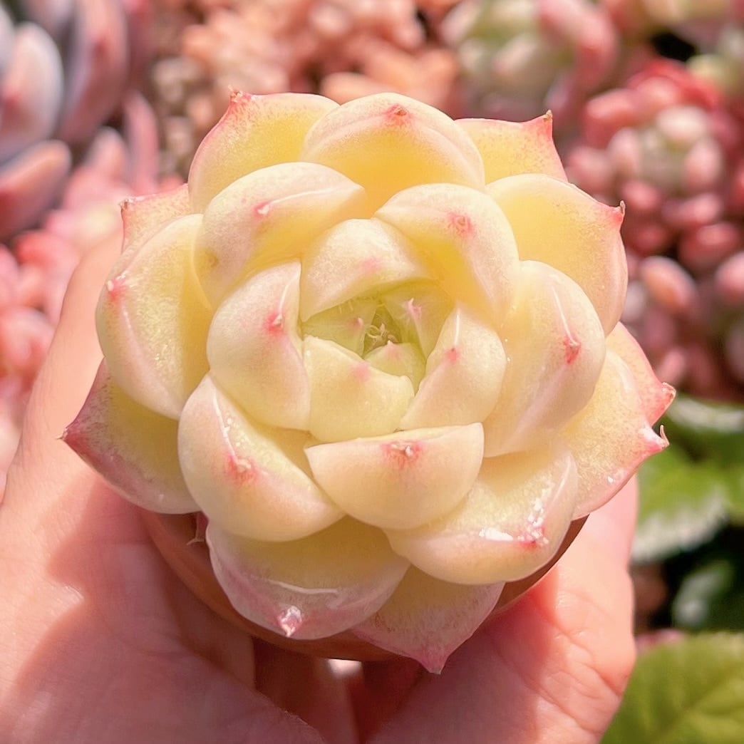 多肉植物　杏奈　新入荷　るる農園