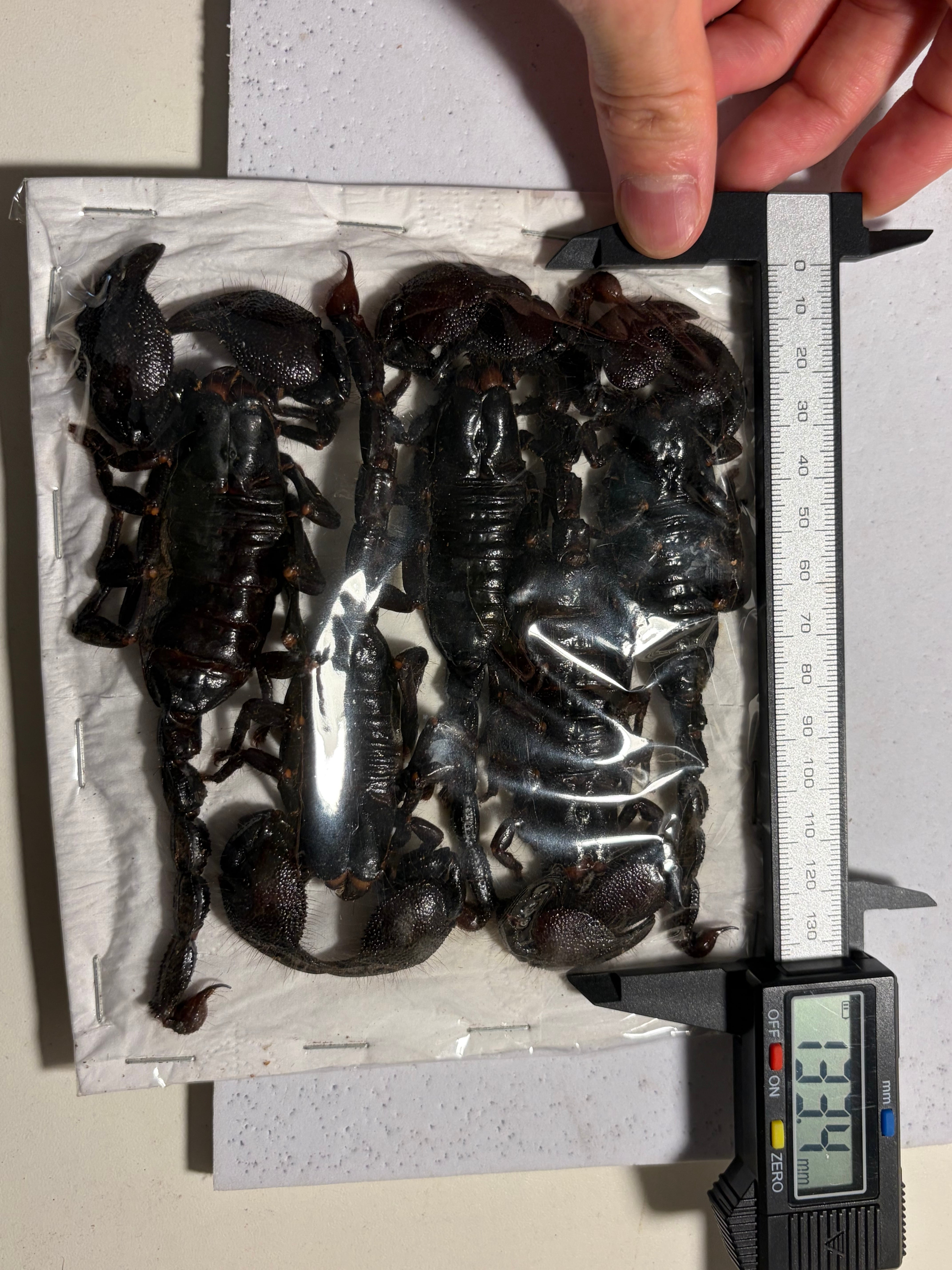 【蠍煙草厳禁】今話題のサソリタバコに悪用されかねないダイオウサソリ5匹set標本 蠍煙草厳禁】今話題のサソリタバコに悪用されかねないダイオウサソリ5