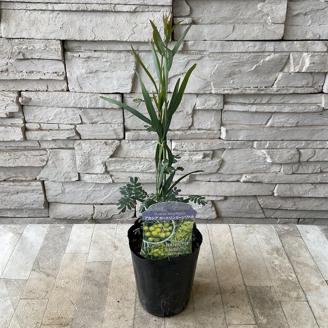 アカシア 選べる5種類 パールアカシア フサアカシア アカシア ポートリンカーンワトル ミモザアカシア アカシア フロリバンダ 橋本種苗園