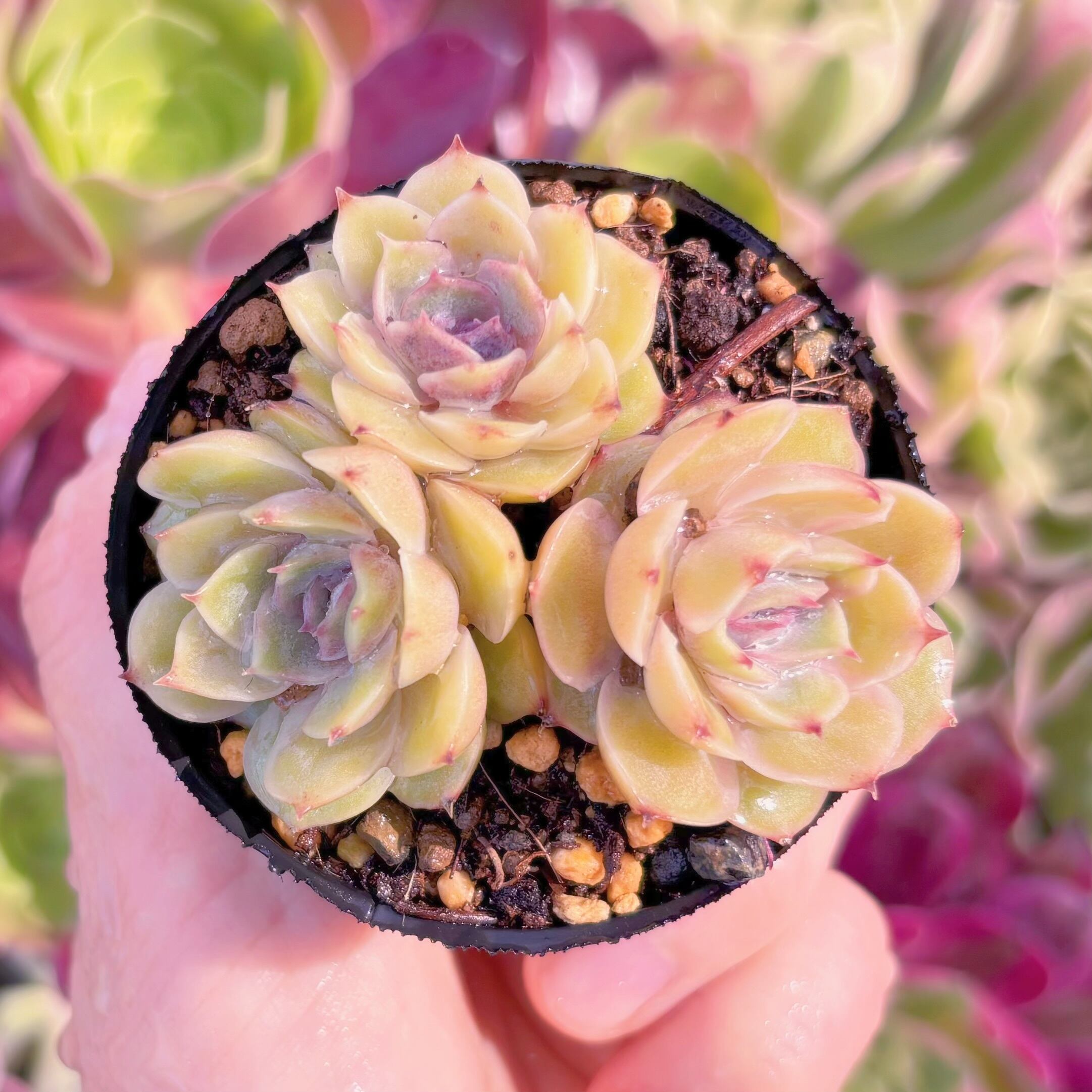 現品　ジャムオンスロー#920　るる農園