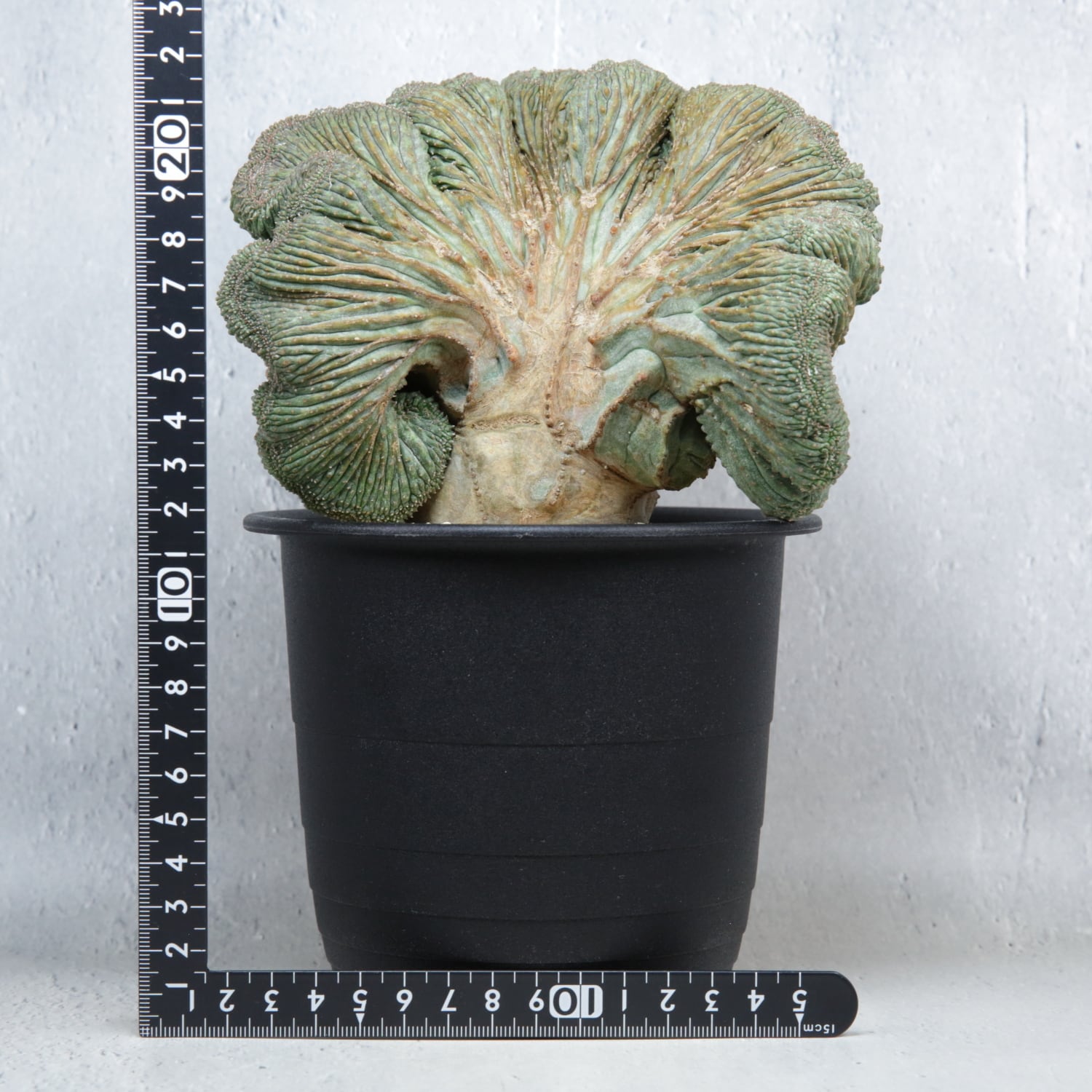 マザープランツ】超大株 最大幅約15.4cm ヴィンテージ 扇綴化 オベサ