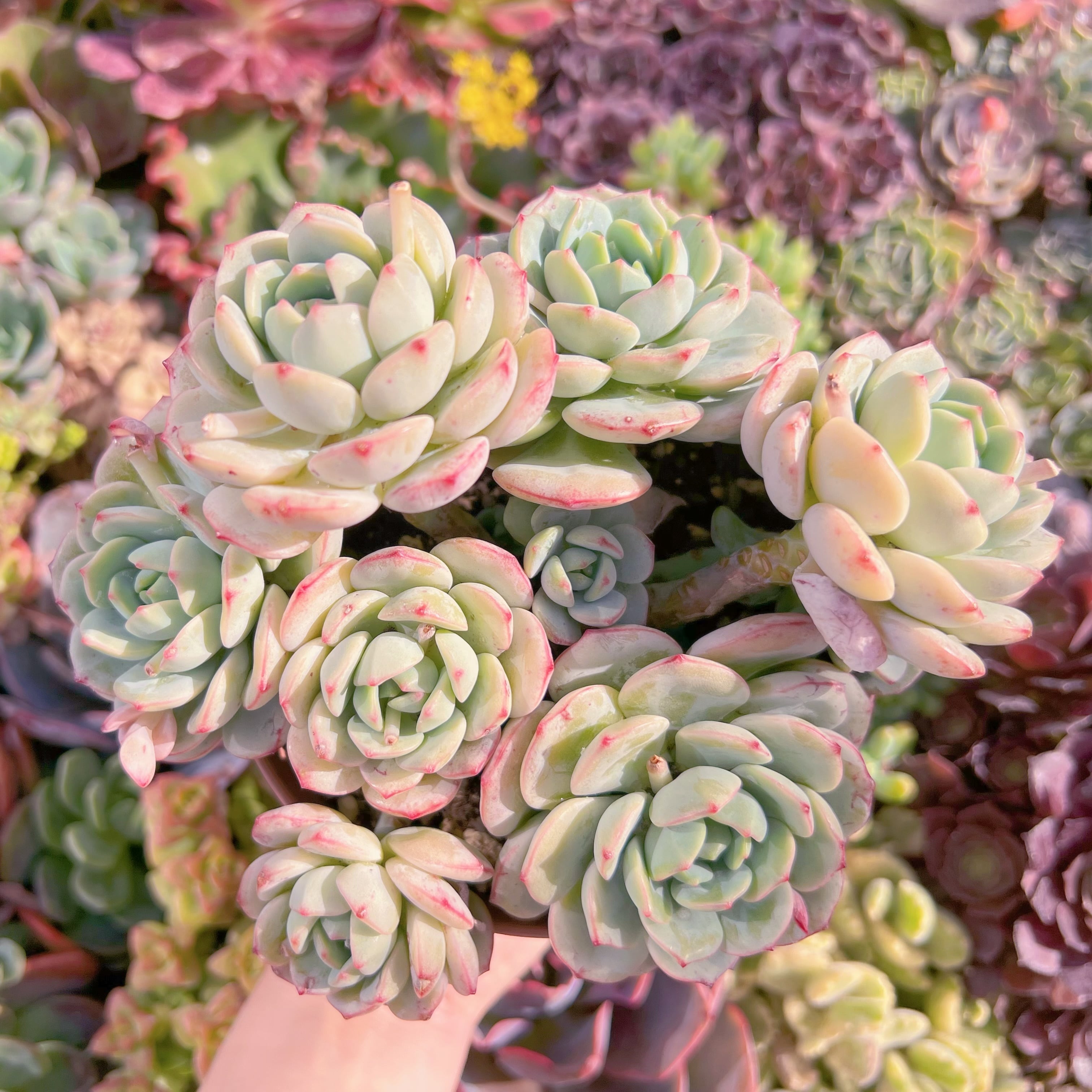 現品　バニラビス#A048　特大群生　新入荷　るる農園