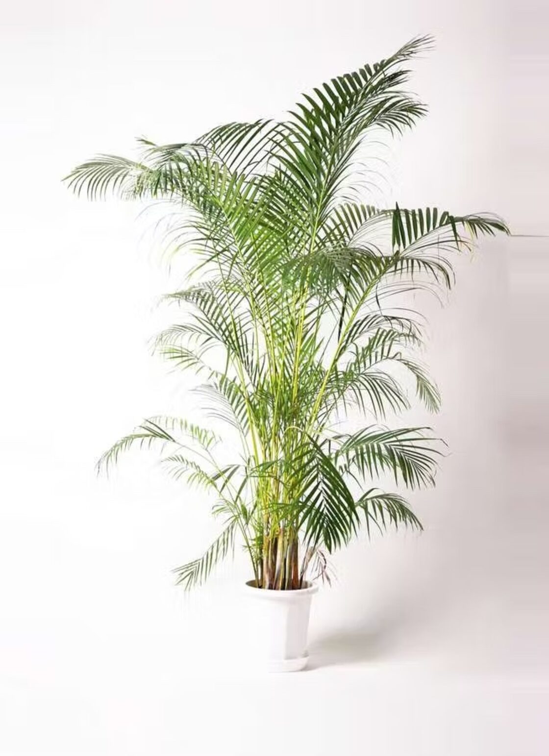 観葉植物 アレカヤシ 10号 | PAY ID