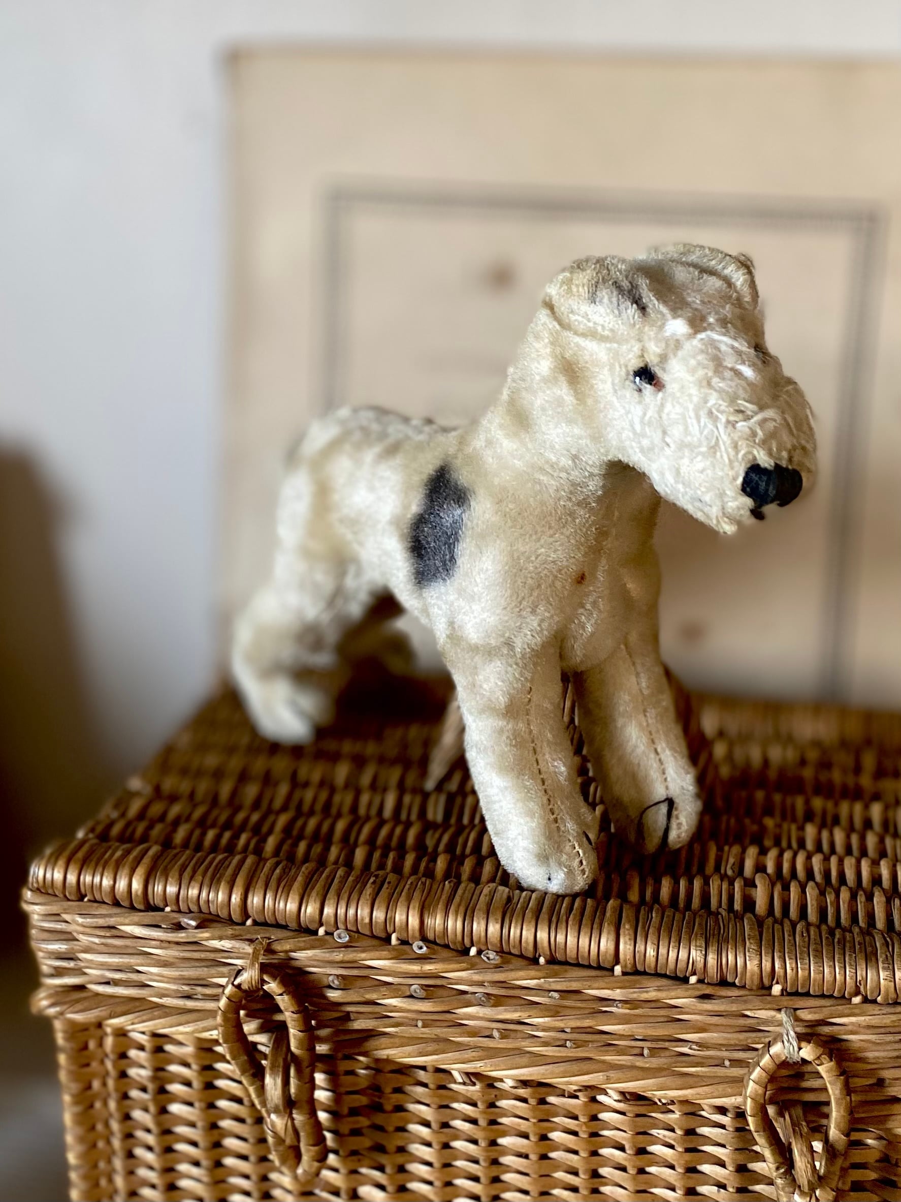 シュタイフ テリア Foxy