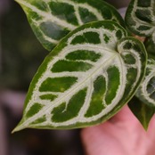 アンスリウム ドラヤキ × シルバーブラッシュ / Anthurium Dorayaki × Anthurium Silver brush / 観葉植物<育て方・花言葉>