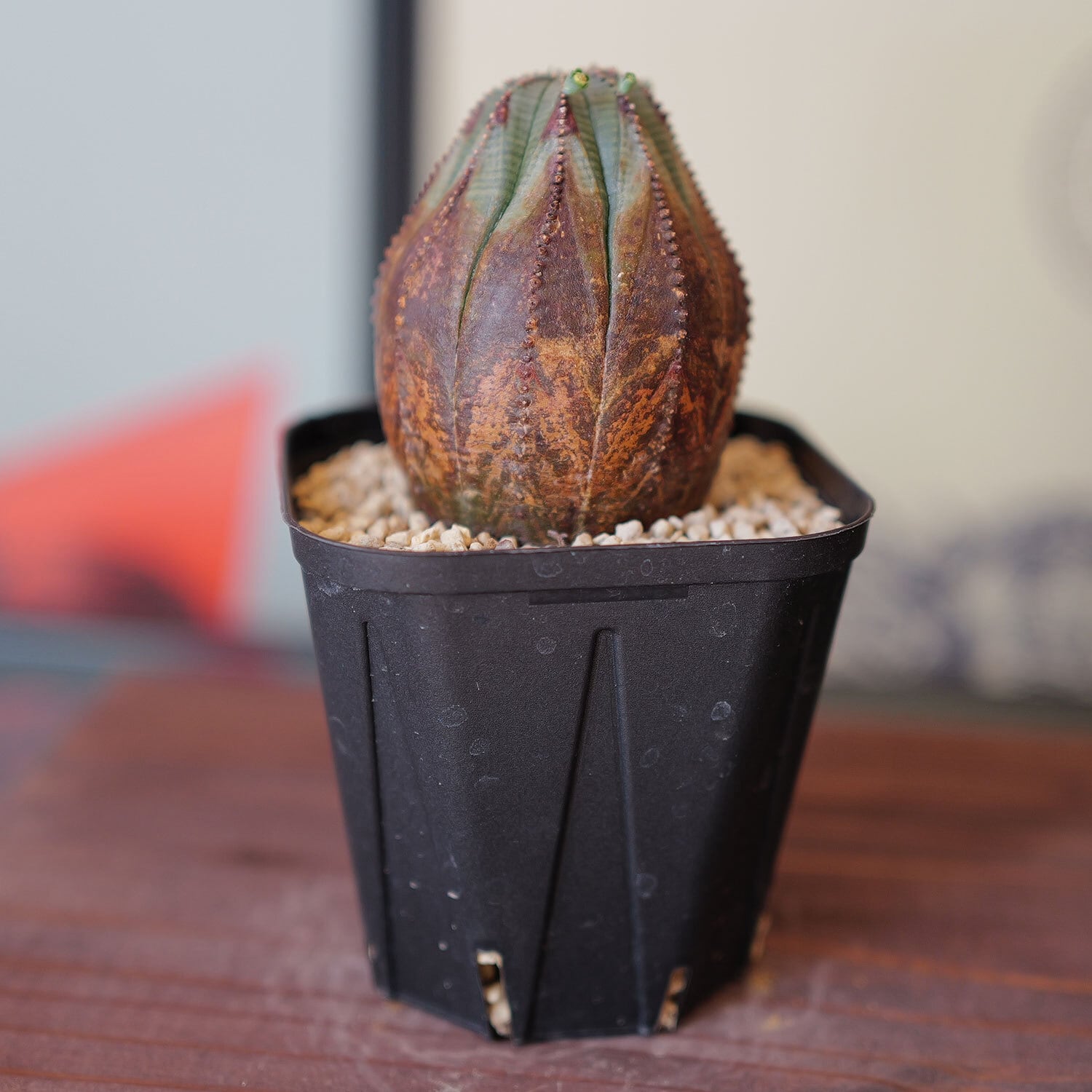 木質化 ラギット オベサ / 木質化 ユーフォルビア | LIGHTHOUSE.PLANTS