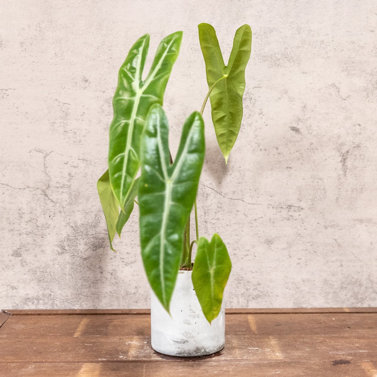 アロカシア・ロンギロバ｜凹凸のある葉面とスリムなフォルムが美しい観葉植物【手作りモルタル鉢仕立て】