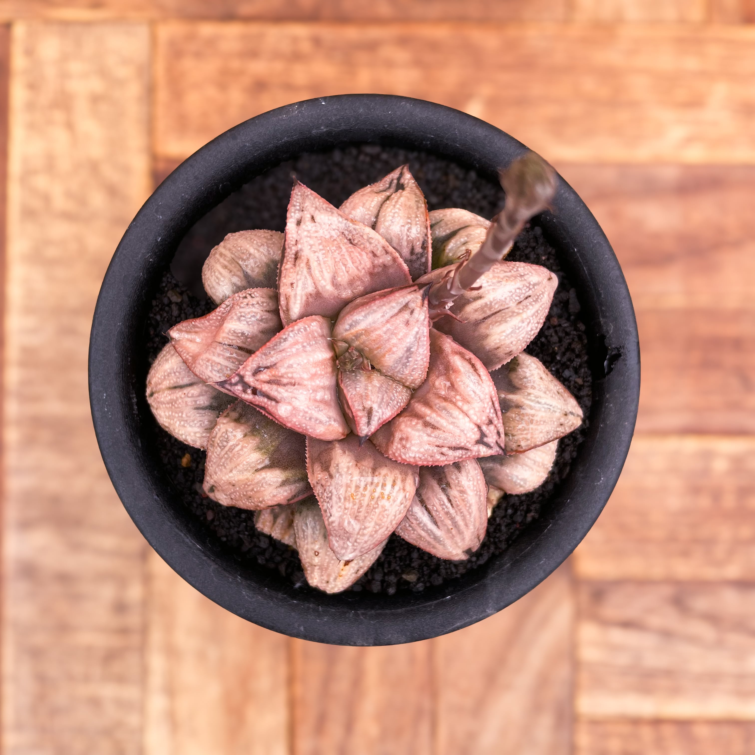 Haworthia【ハオルチア・特選万象・雪紫】 | RIMO'S GREEN 【Saboten