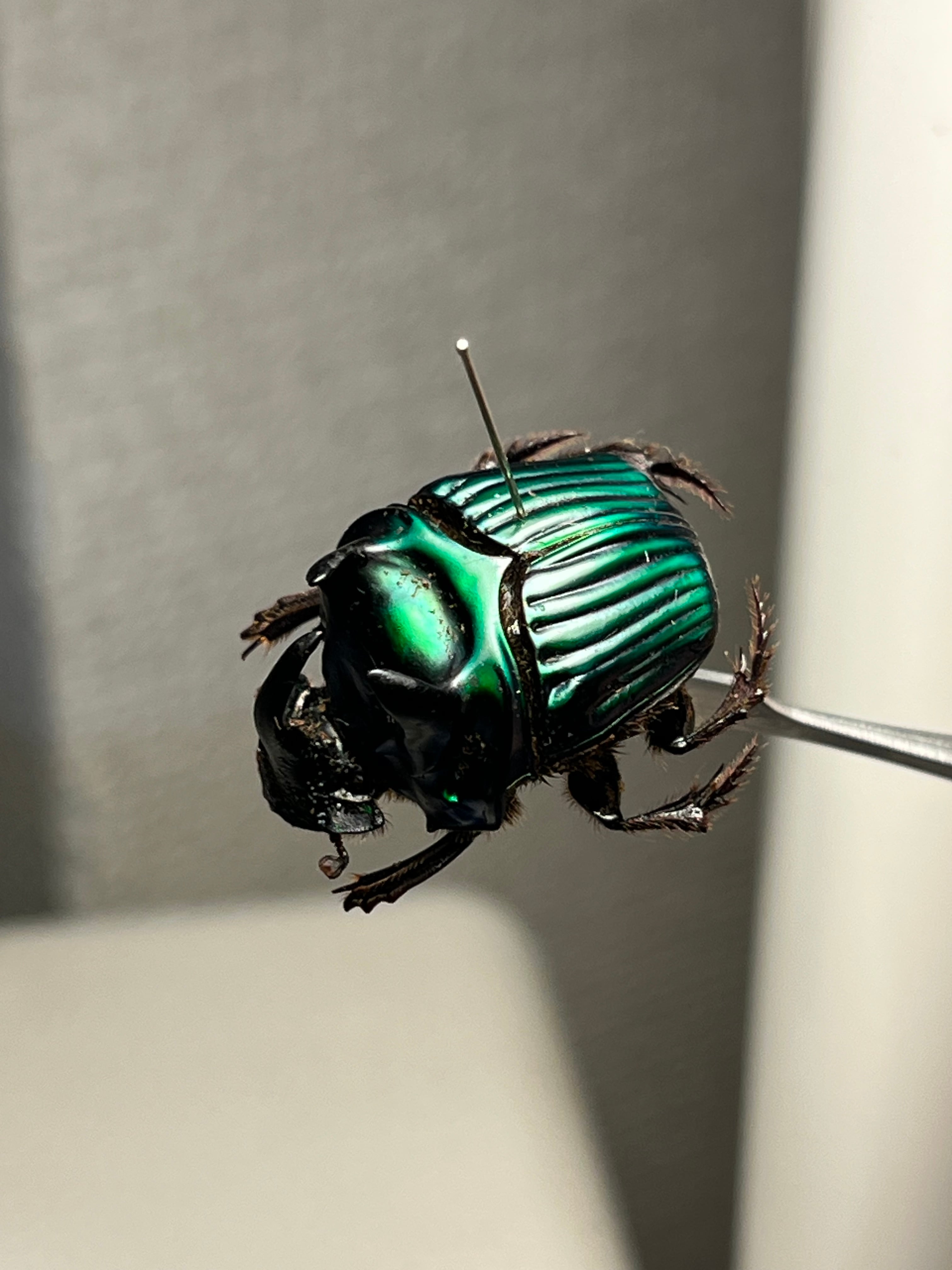 糞虫標本】ヒジリタマオシコガネ？Pachysoma 糞虫フンコロガシ甲虫あ
