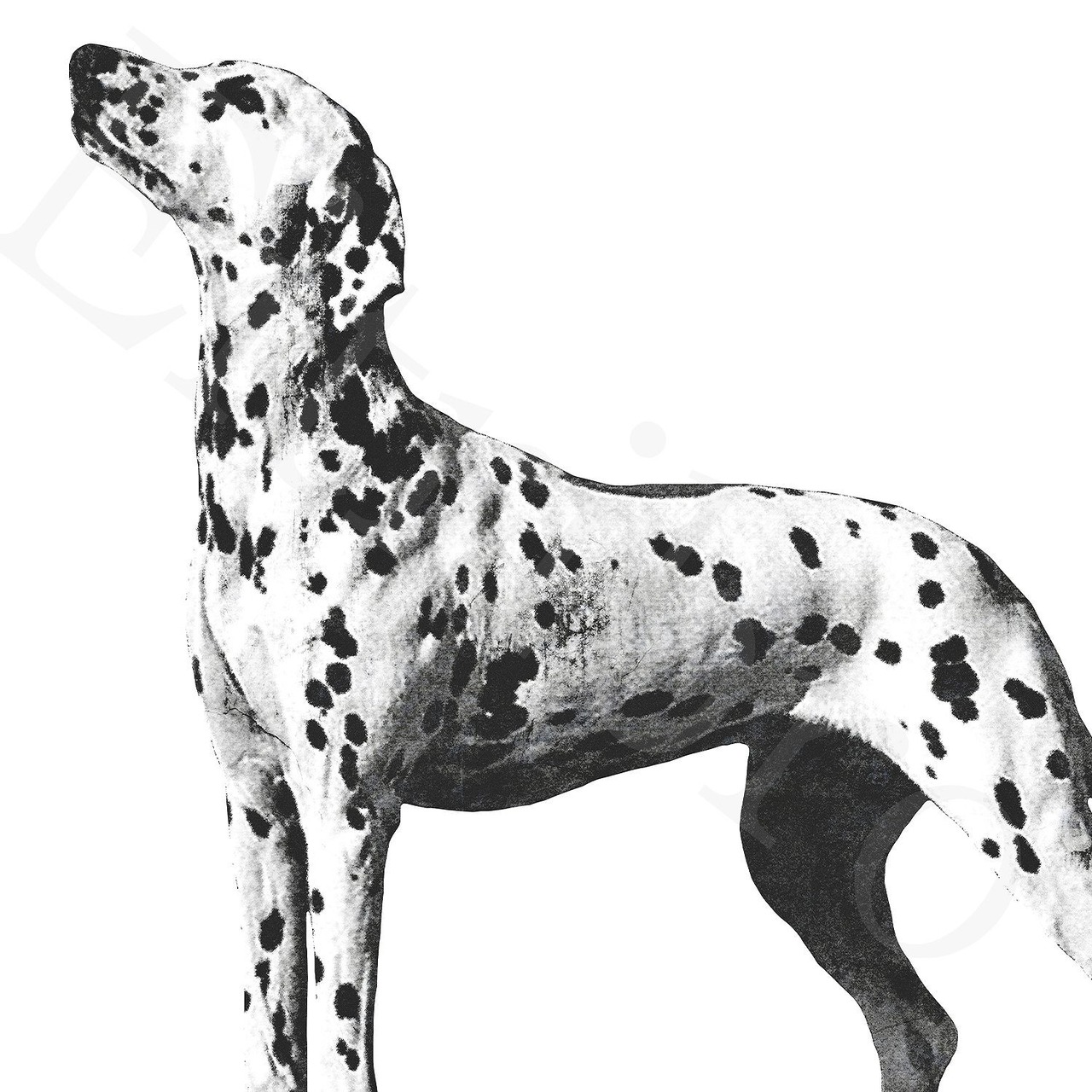 アートポスター / Dalmatian II　eb174b