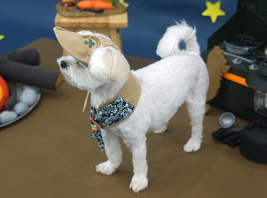 outdoor scarf & hat set 2color / 犬用 帽子 ケープ バンダナ cape スカーフ アクセサリー ドッグウェア ペット用 cap 被り物 お揃い 撮影会 インスタ映え 小型犬 お出かけ キャップハット ban20