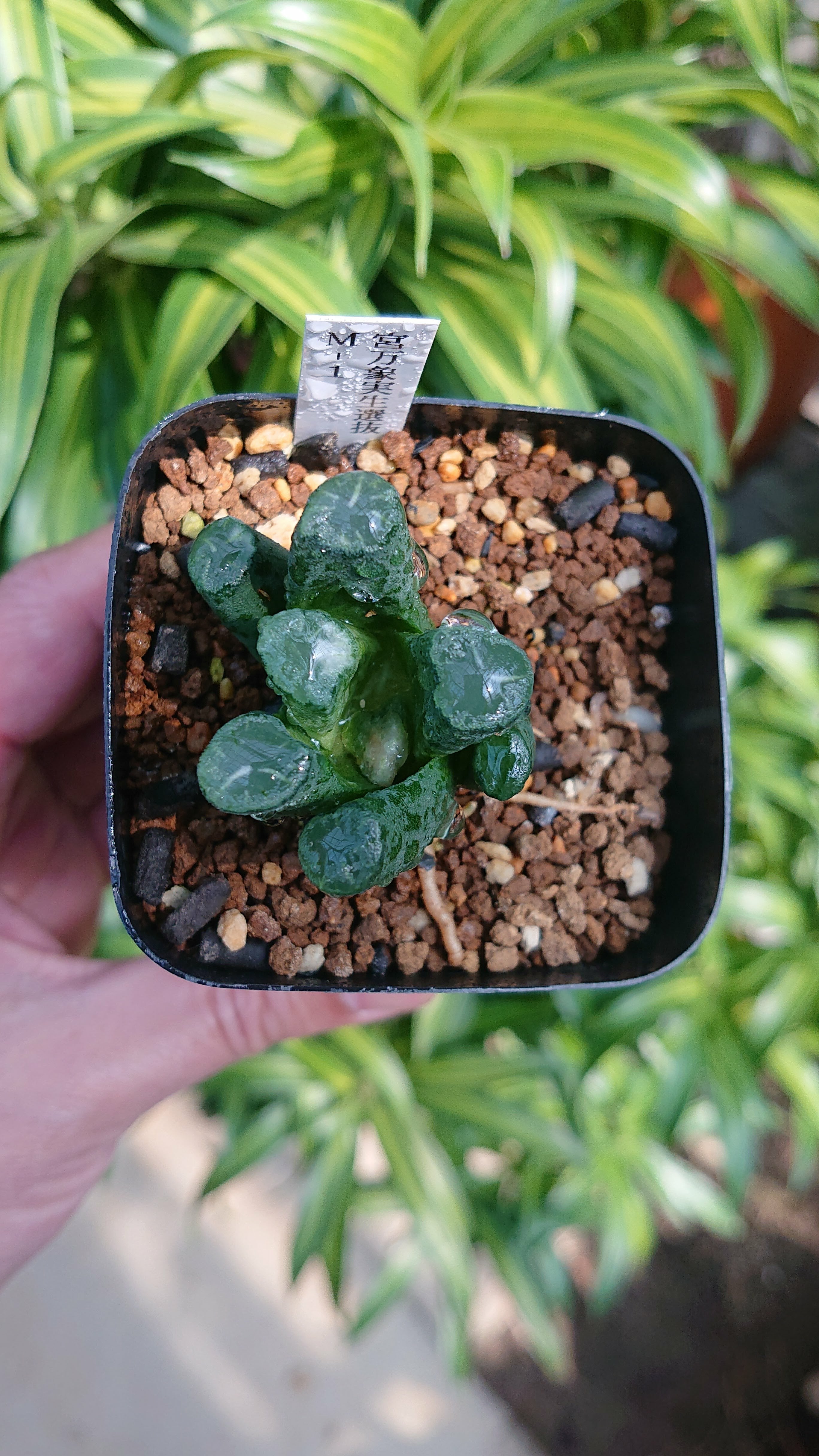 多肉植物 ハオルチア 宮万象 M-1 実生選抜 【送料全国一律500円】 | 多肉植物ハオルチア・アガベ・サンスべリアの店mellowgarden powered by BASE