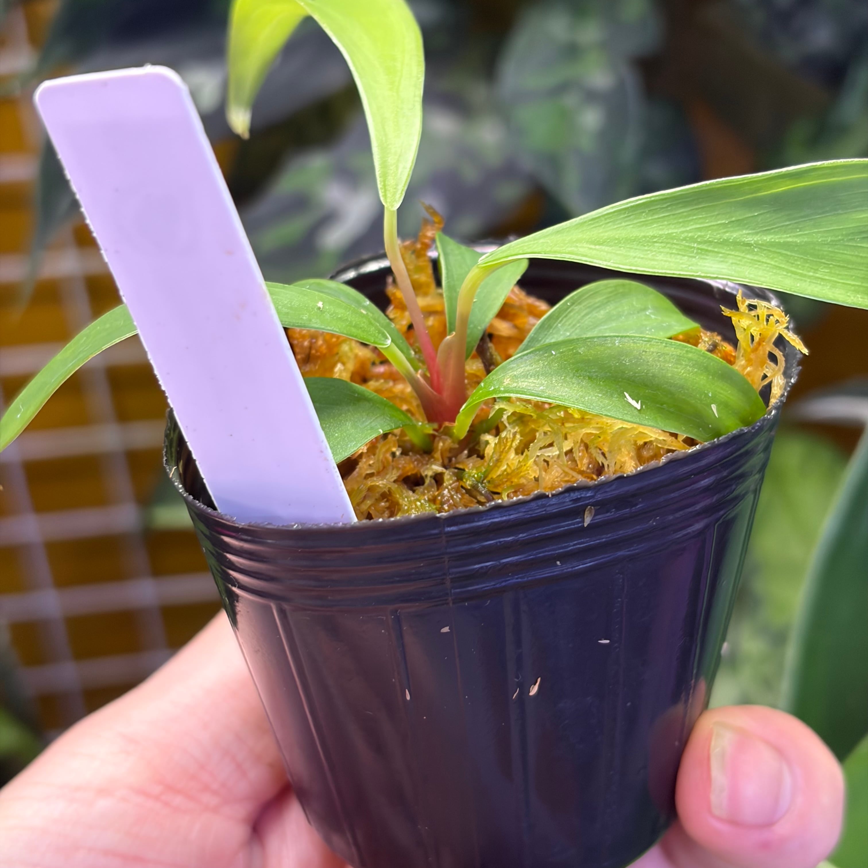 Homalomena anthurioides Tapanuli Selatan 【ZOE1025-3p】 | 熱帯雨林