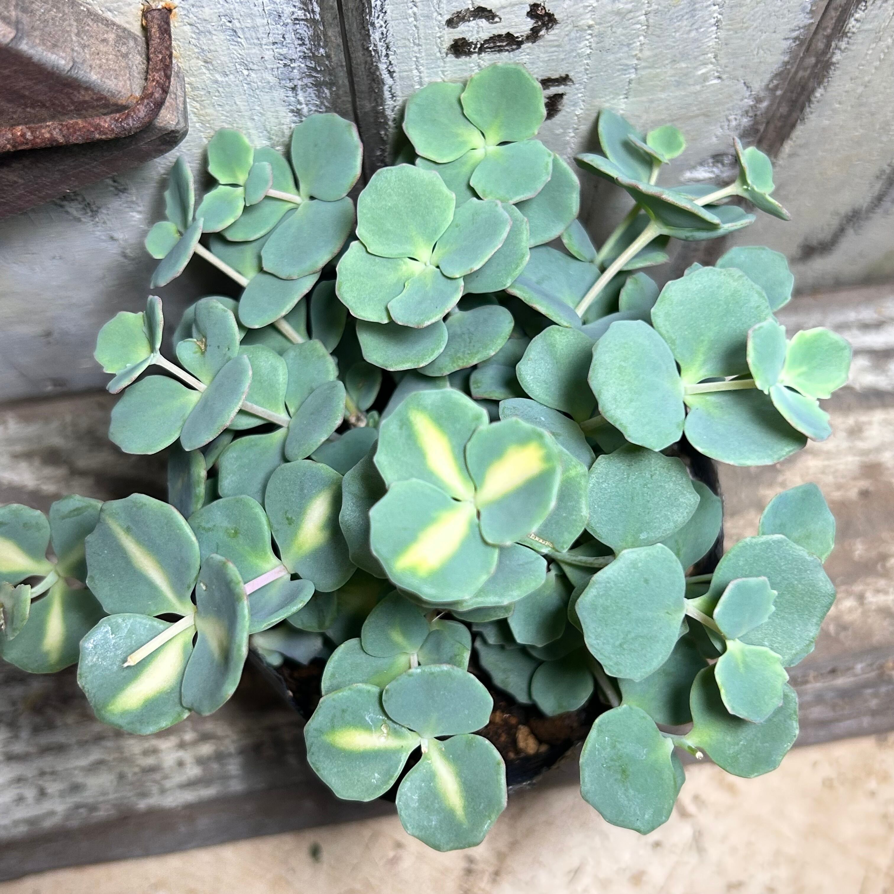 錦 | RuPo 多肉植物専門店