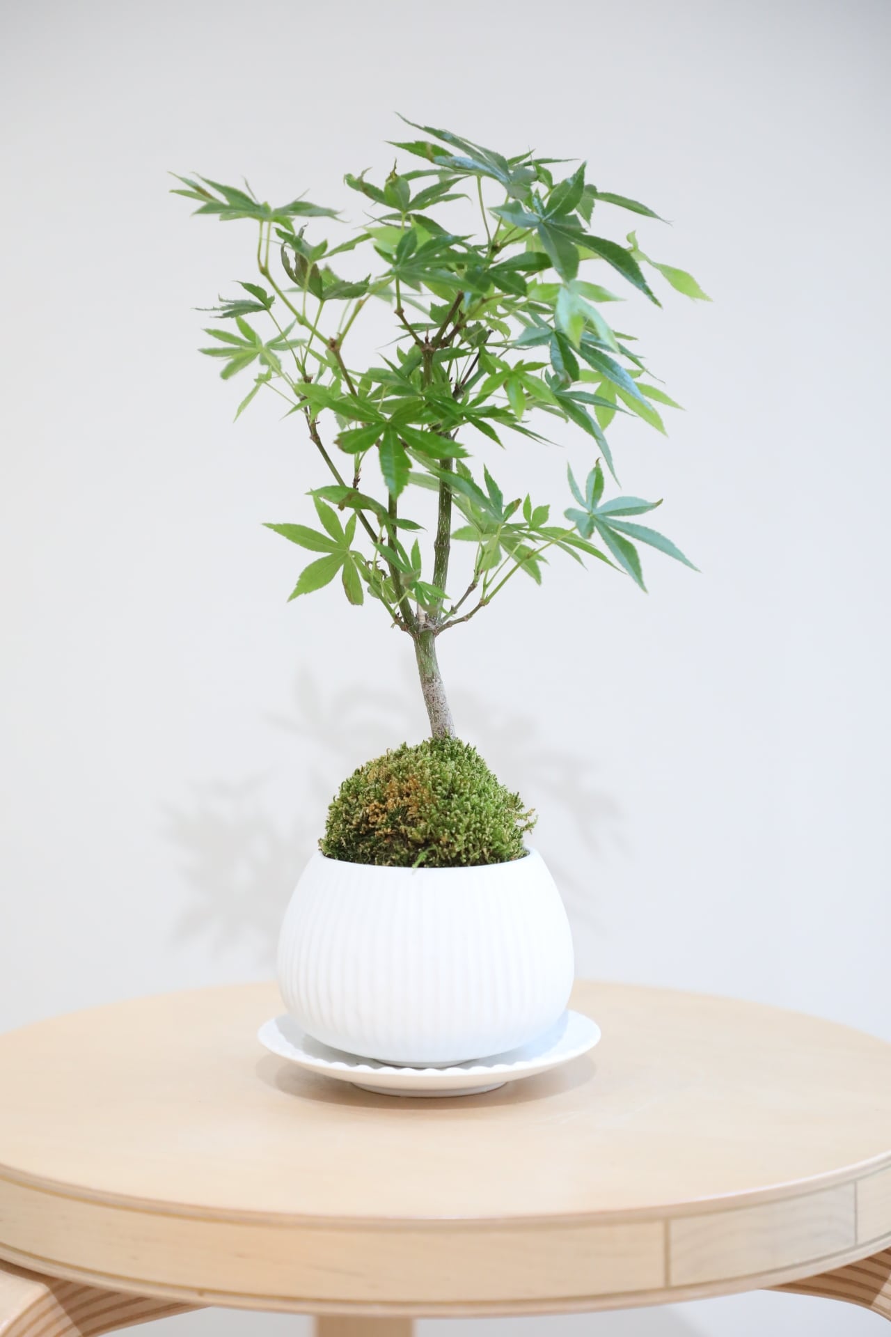 S】ヤマモミジ 盆栽/Japanese maple bonsai | 【厳選植物・器】MIDORI