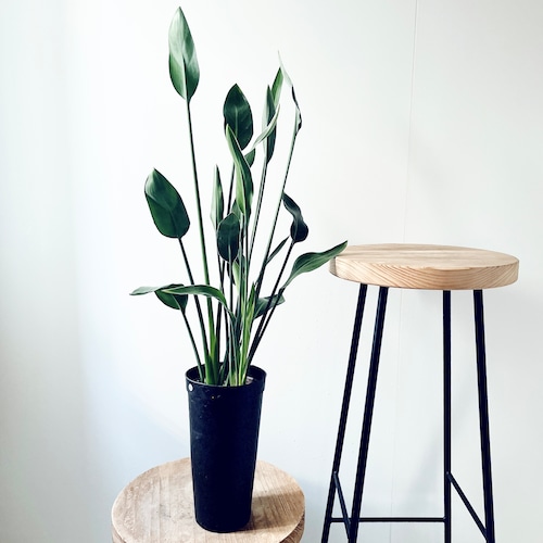 【再入荷】ストレリチア・ユンケア ノンリーフ 3株植え calm cafe