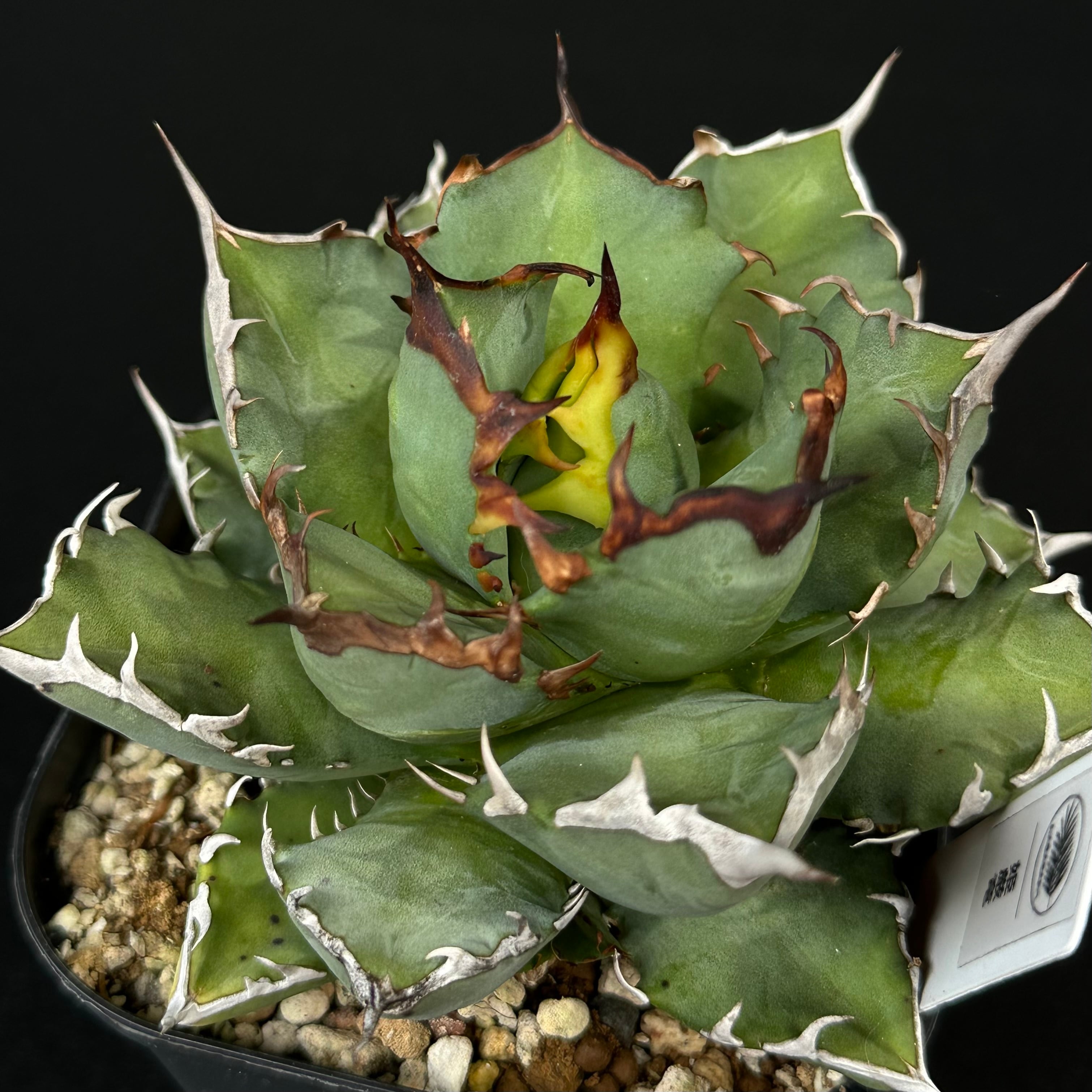 フィロデンドロン ウィリアムシー斑入り（Philodendron