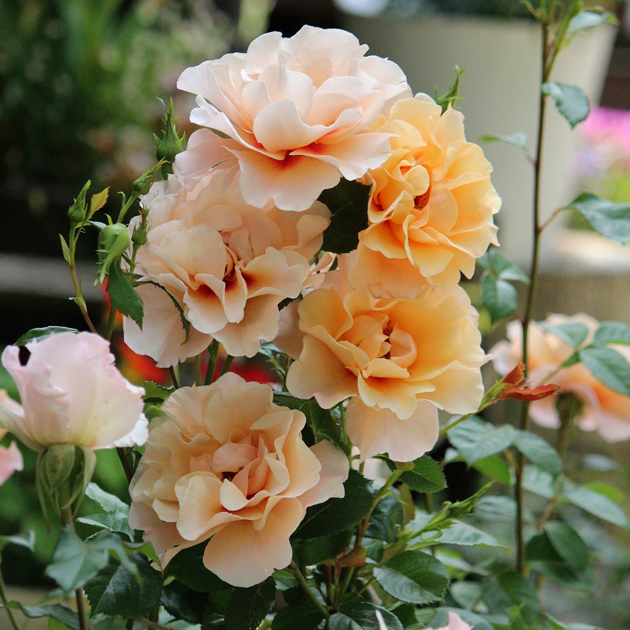 ☆最新品種☆ バラ大苗 モーニング・ライト【ワーナー