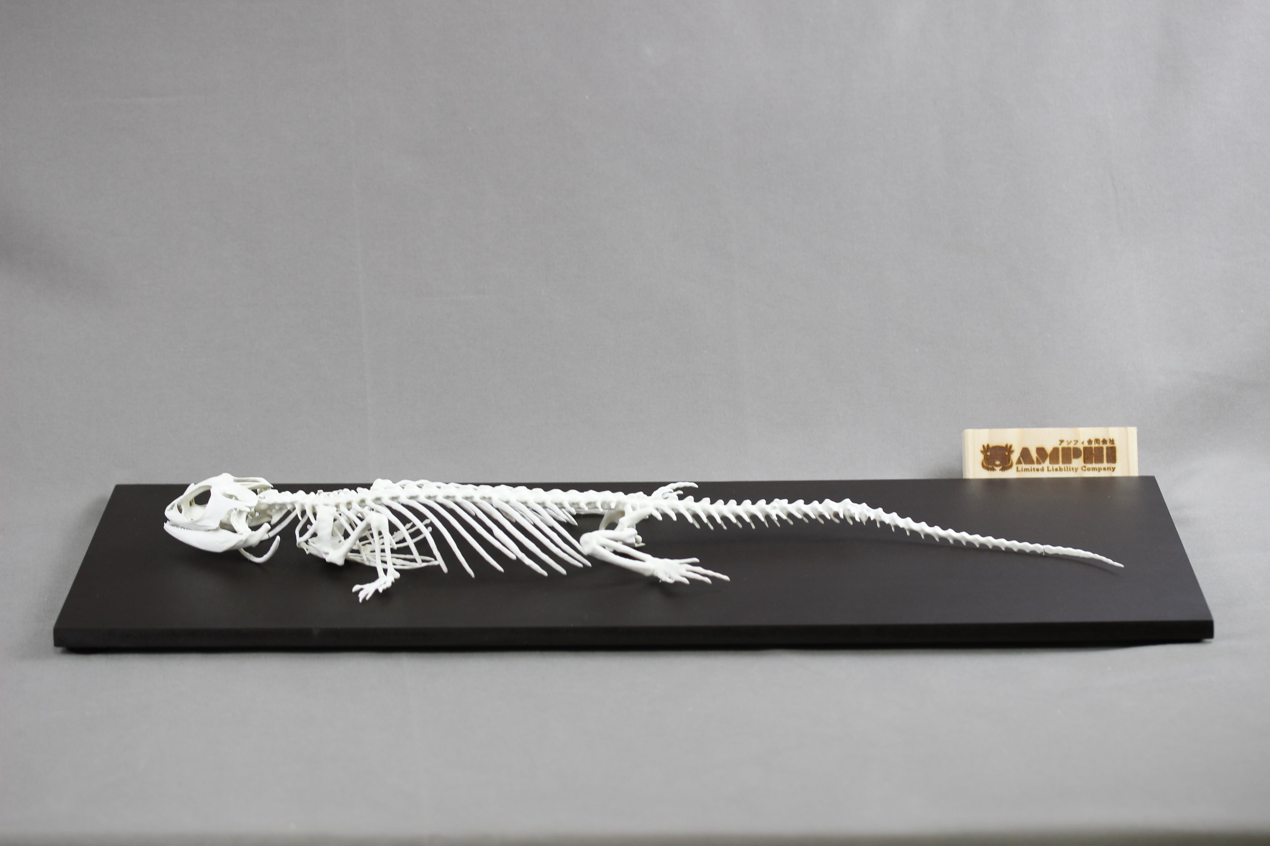 フトアゴヒゲトカゲ 原寸大全身骨格レプリカ bearded dragon, Full