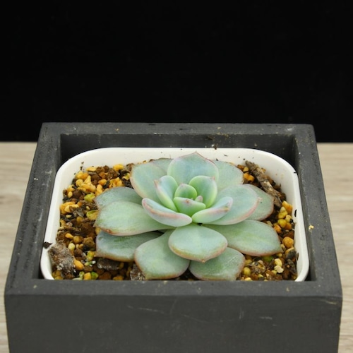 カトルス×ラウイ（実生）02