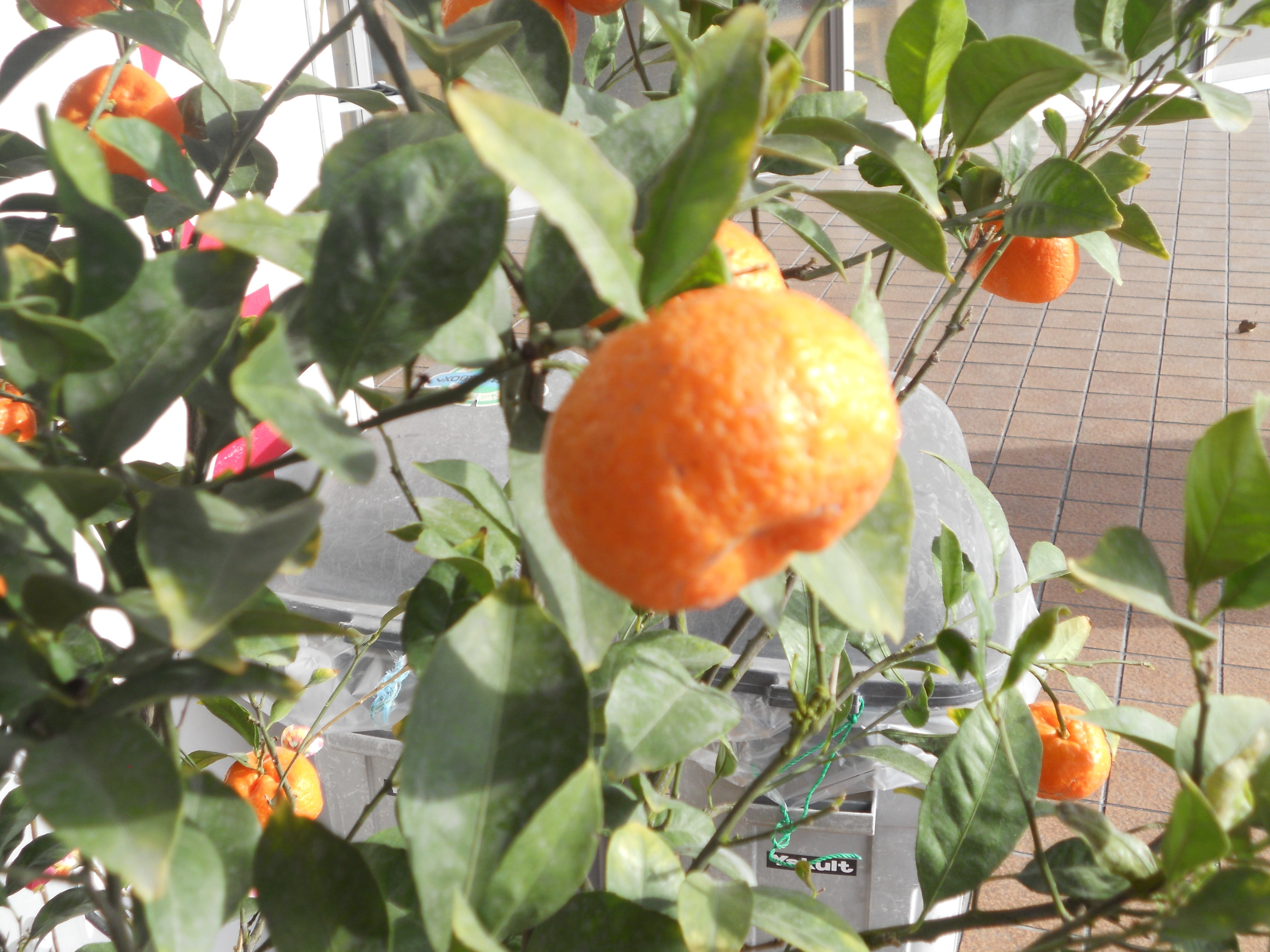 鳳山七味（瓶入り） 13g | 三十四商店