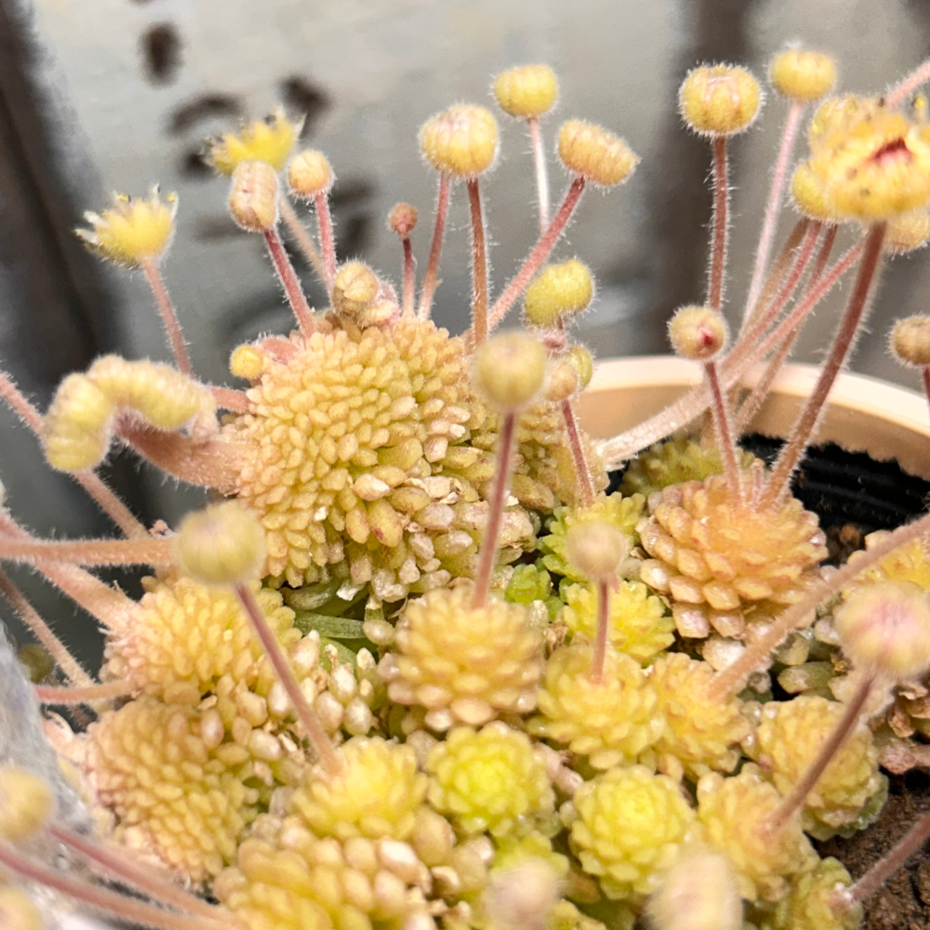 綴化 | RuPo 多肉植物専門店