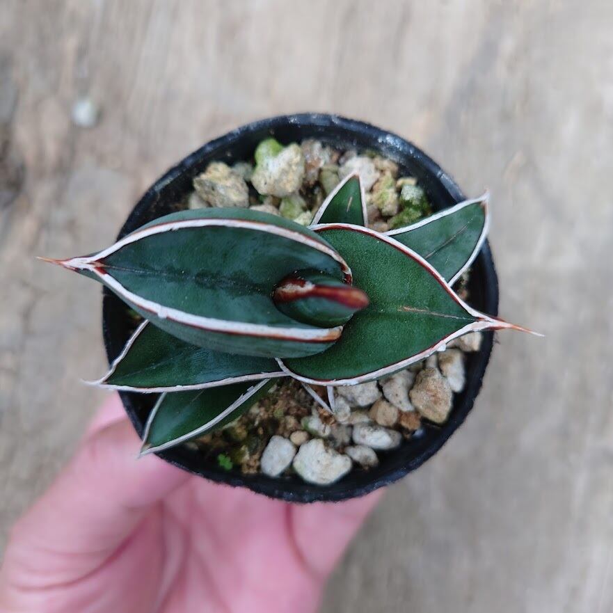 Sansevieria rorida サンスベリア ロリダ 6 | 多肉植物ハオルチア