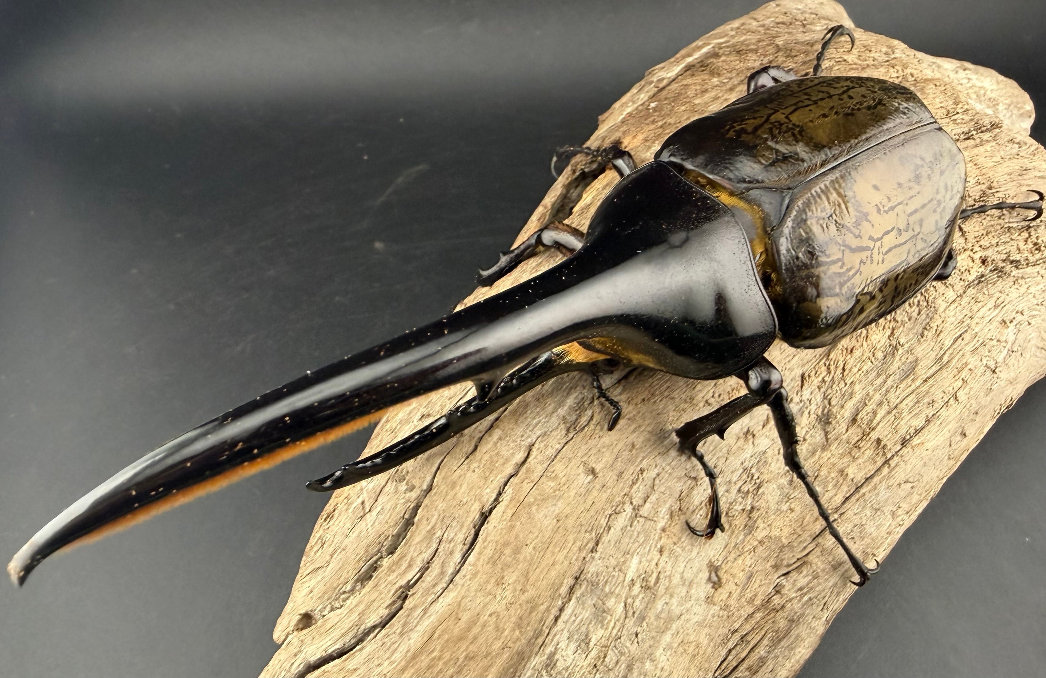 ヘラクレスの仲間 | KPW公式オンラインショップ