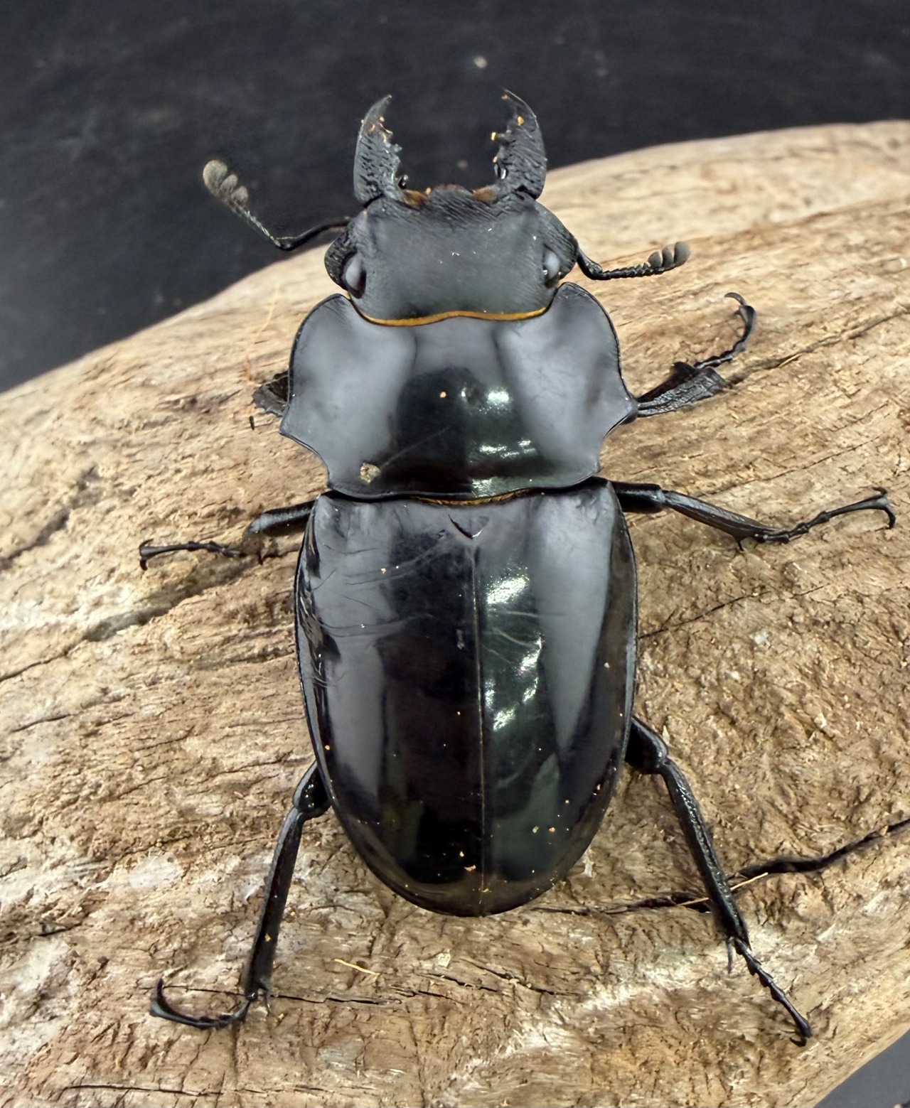 【WD】《インターメディアツヤクワガタ ネグロス島産 96.5mm ペア》